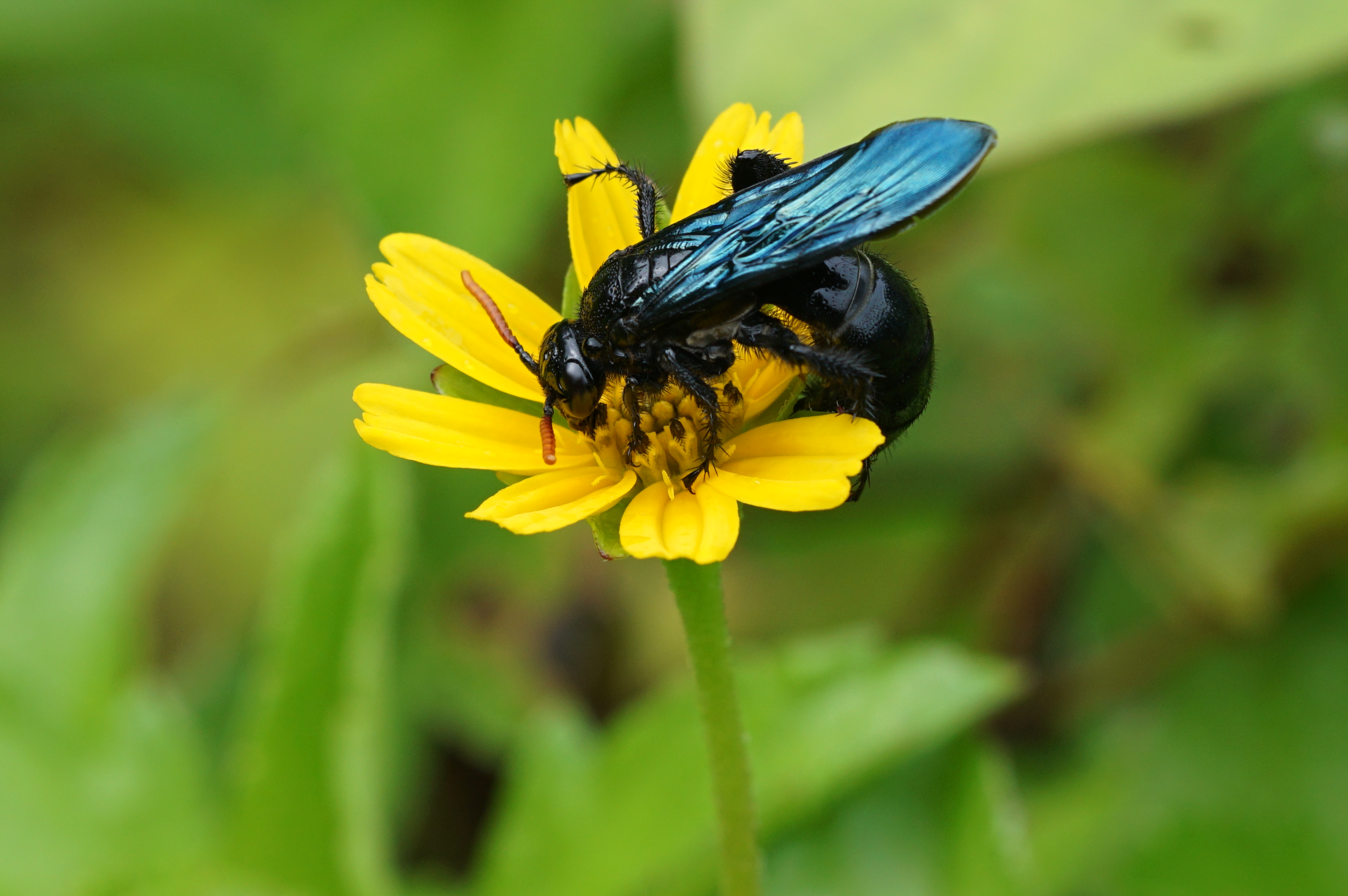 Scoliidae 03743
