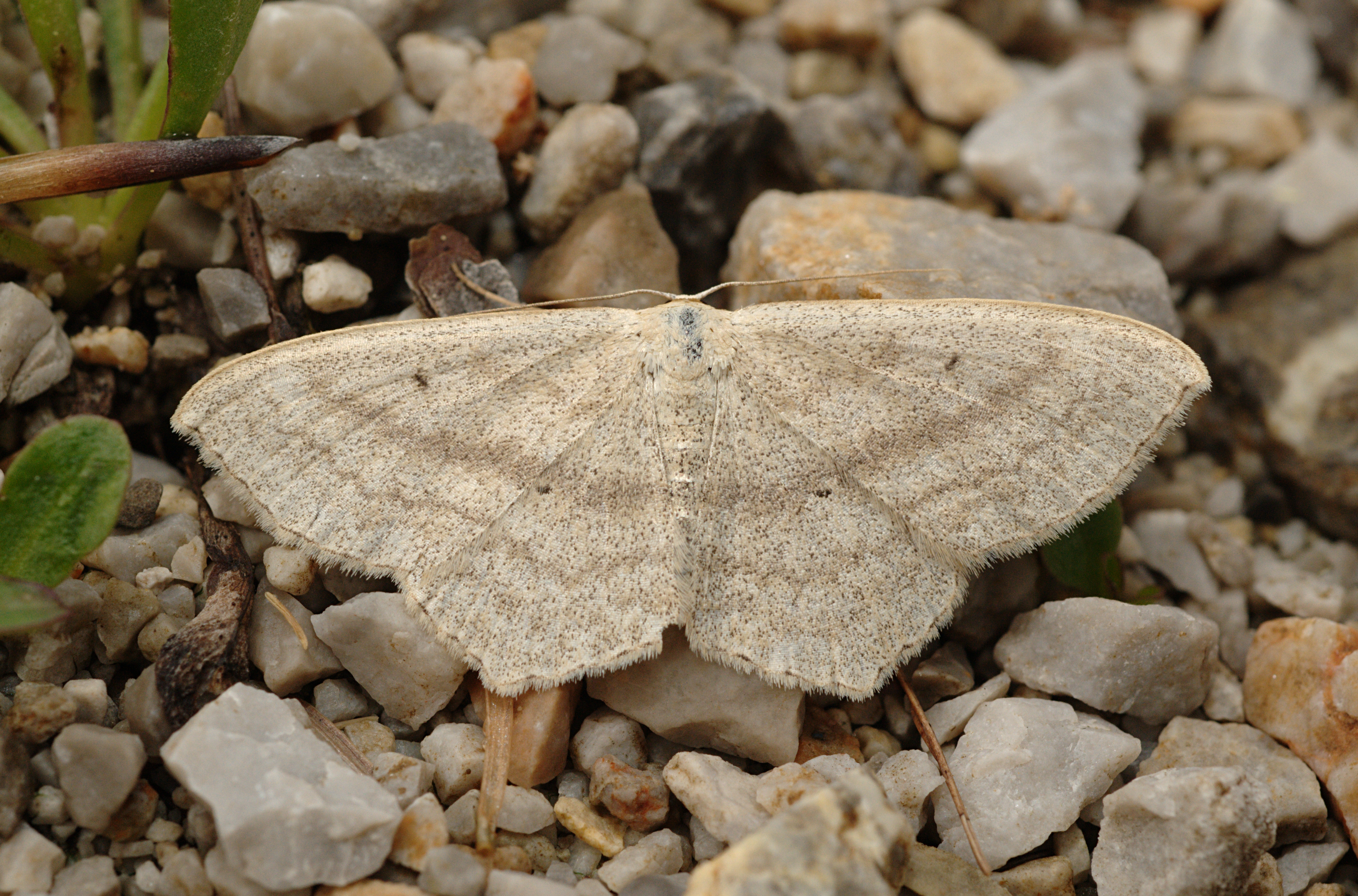 Scopula nigropunctata Buchstein01