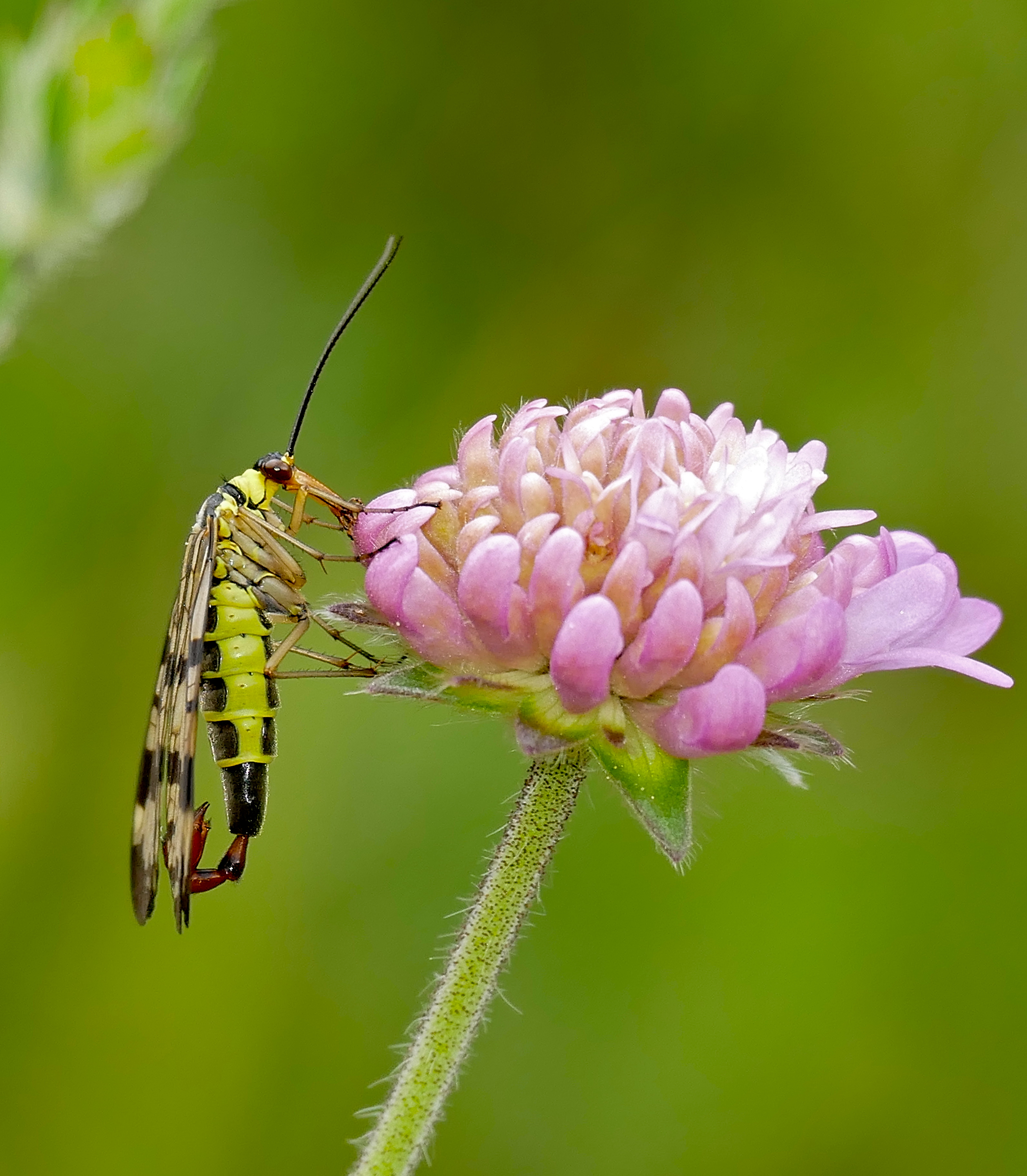 Scorpionfly (Panorpa vulgaris) male (35600549001)