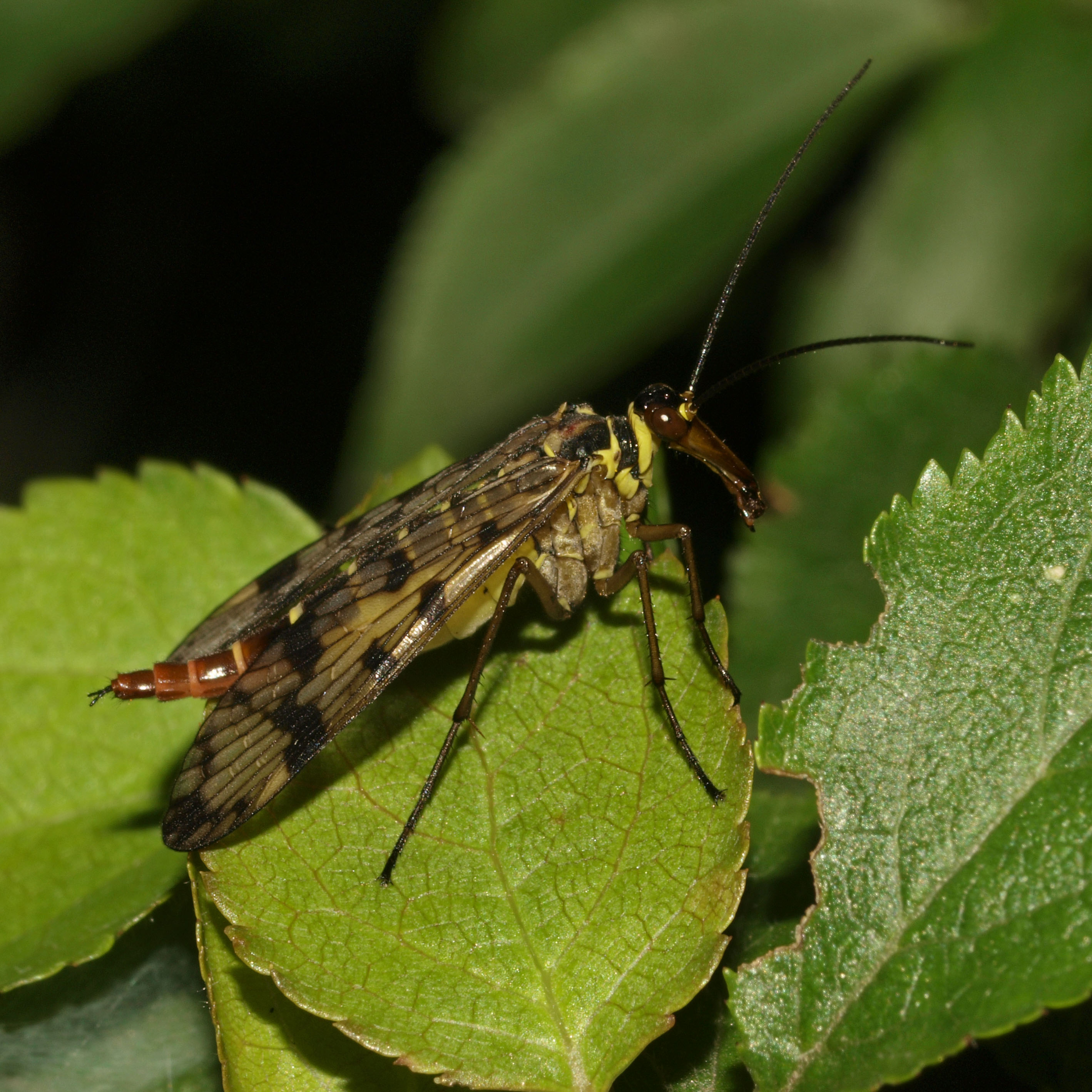 Scorpionfly female - Panorpa sp. (22237138924)