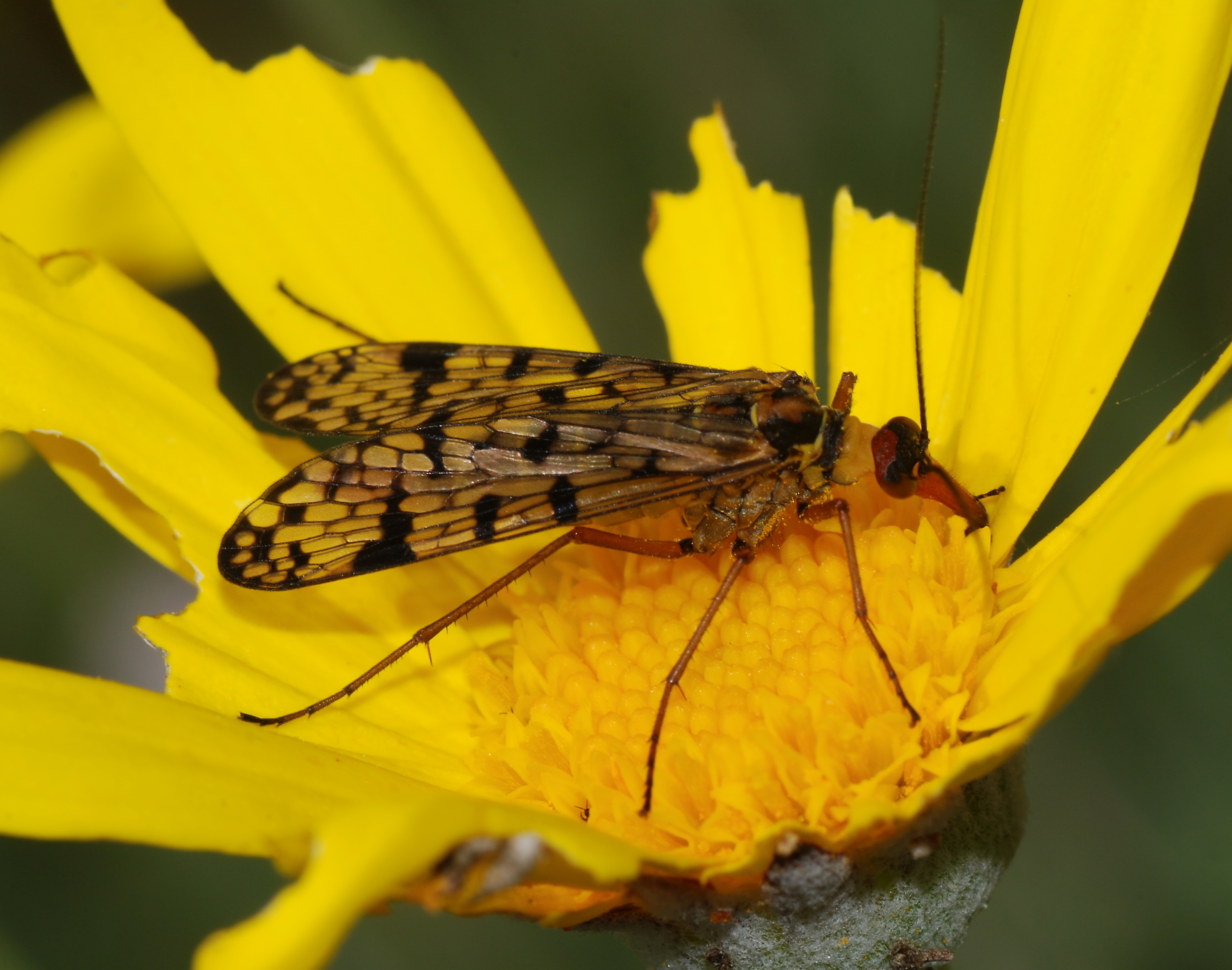 Scorpionfly March 2008-3