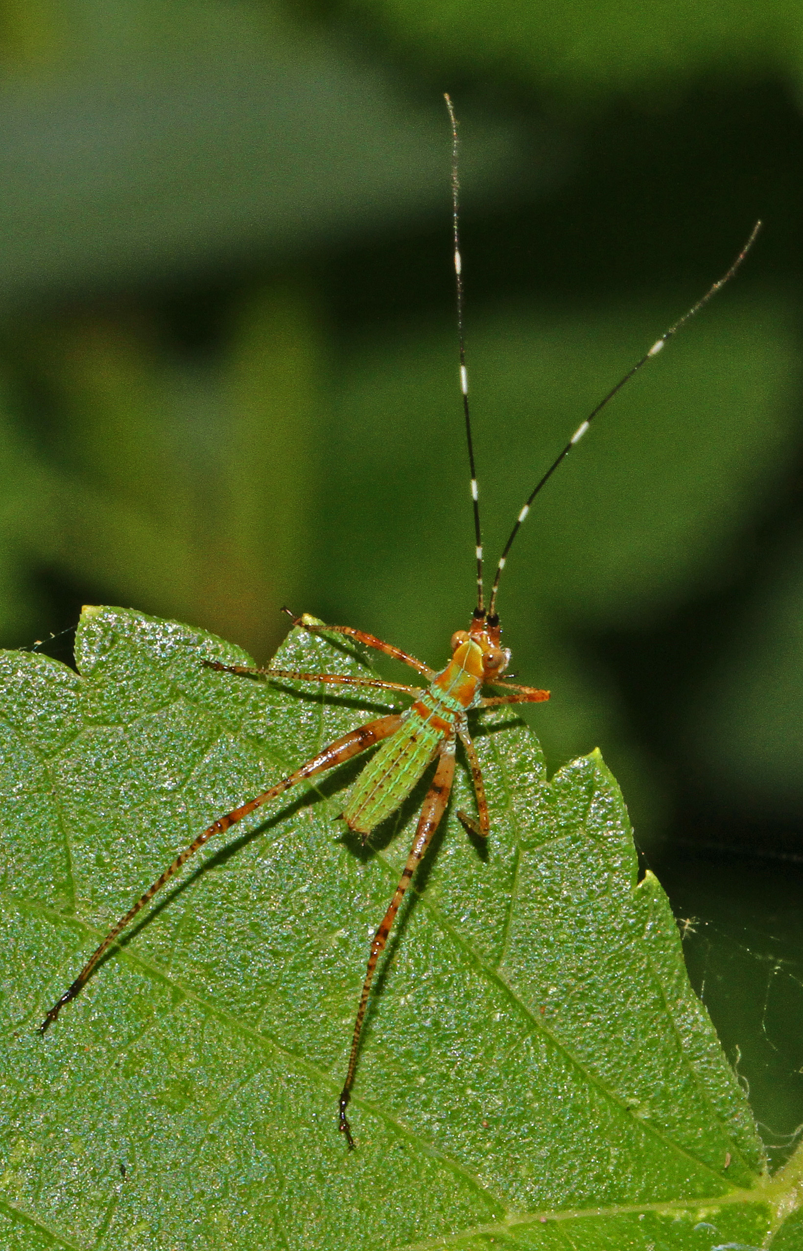 Scudder's Bush Katydid nymph - Scudderia species, Woodbridge, Virginia