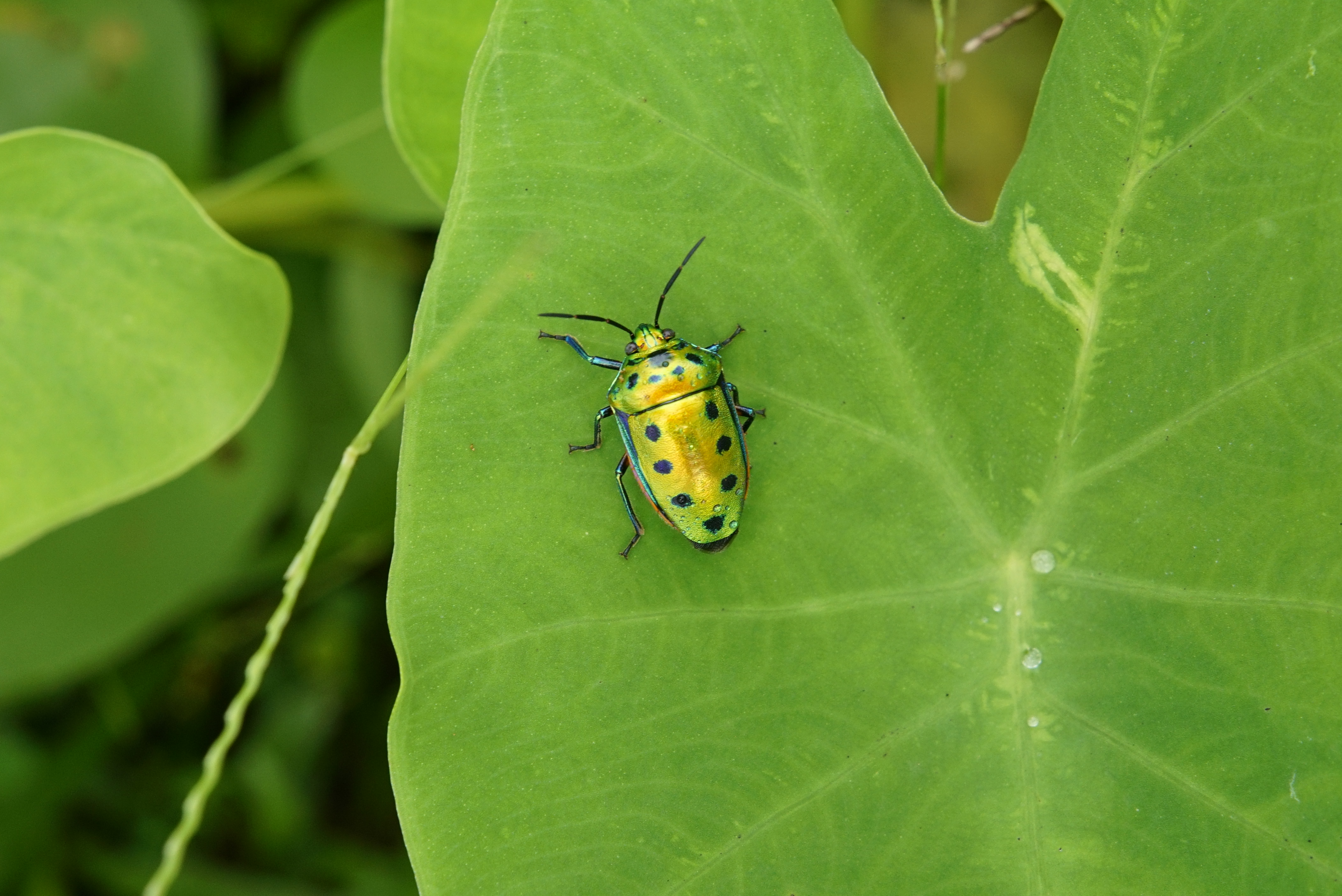 Scutelleridae 5699
