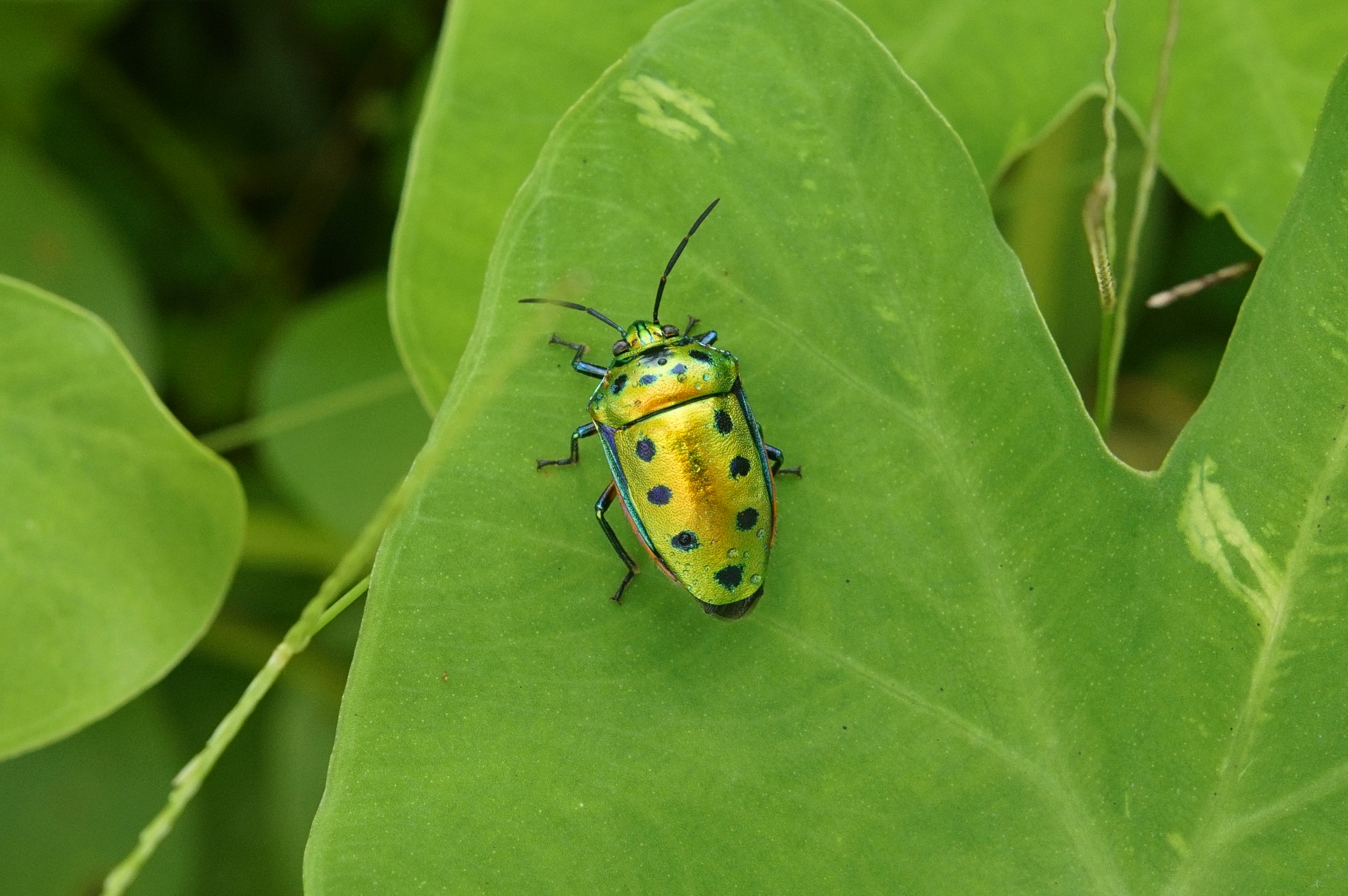 Scutelleridae 5736