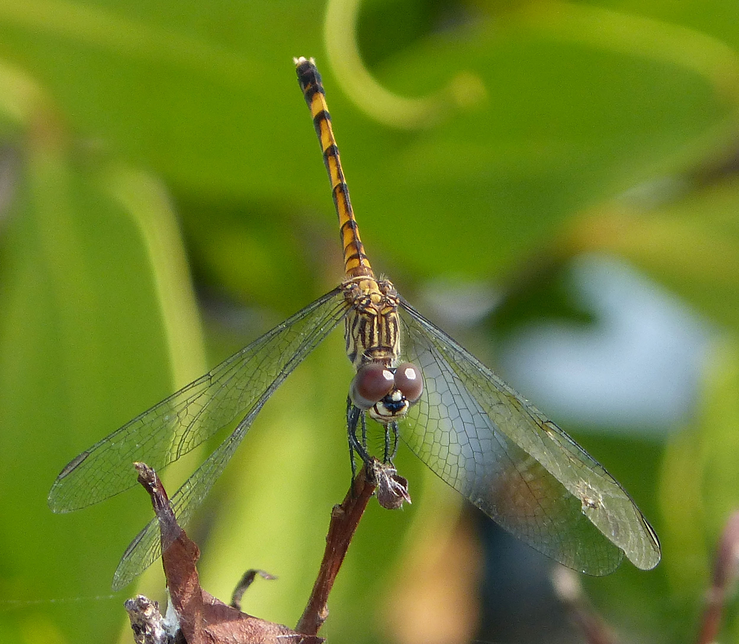 Seaside Dragonlet. Erythrodiplax berenice. female - Flickr - gailhampshire (6)