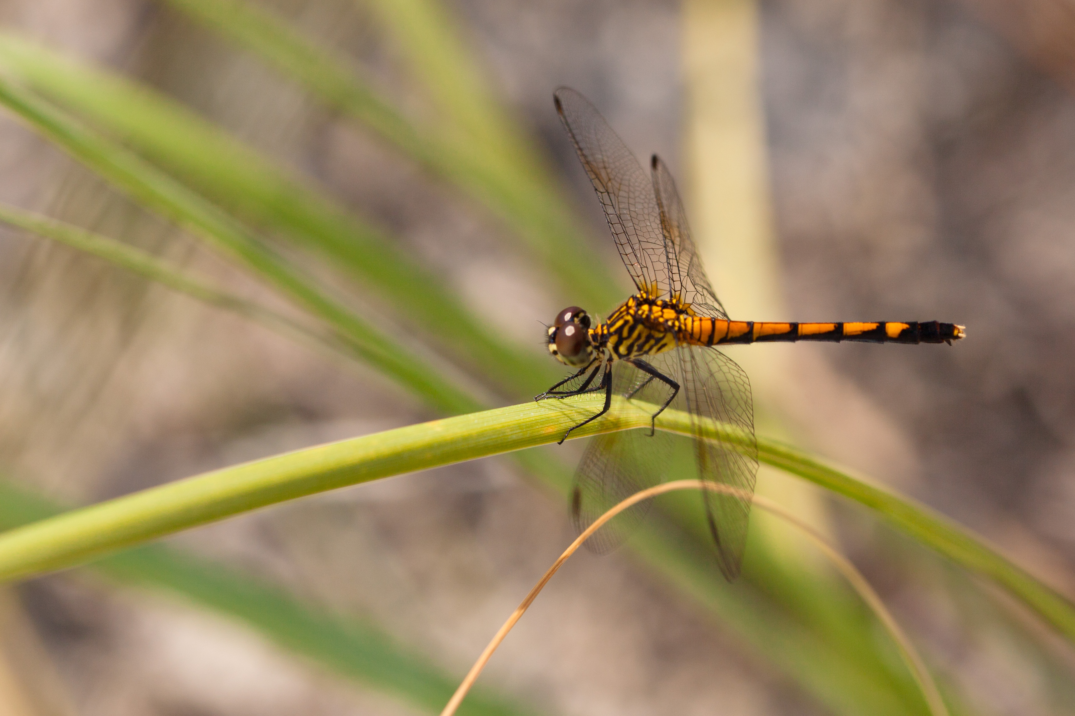 Seaside dragonlet (25439074890)