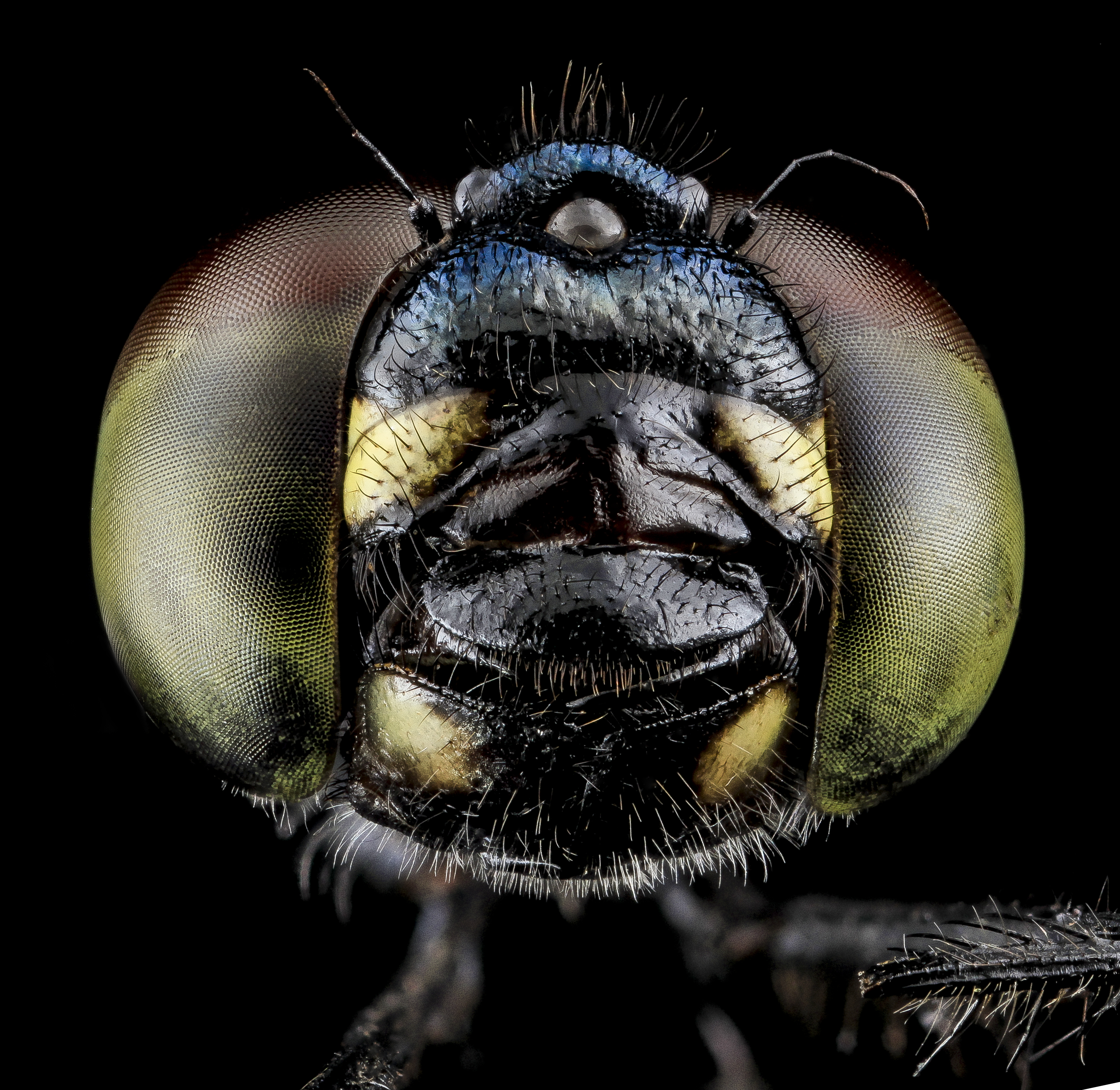 Seaside Dragonlet, Eastern Neck NWR 2013-07-07-16.55.52 ZS PMax (10769374324)