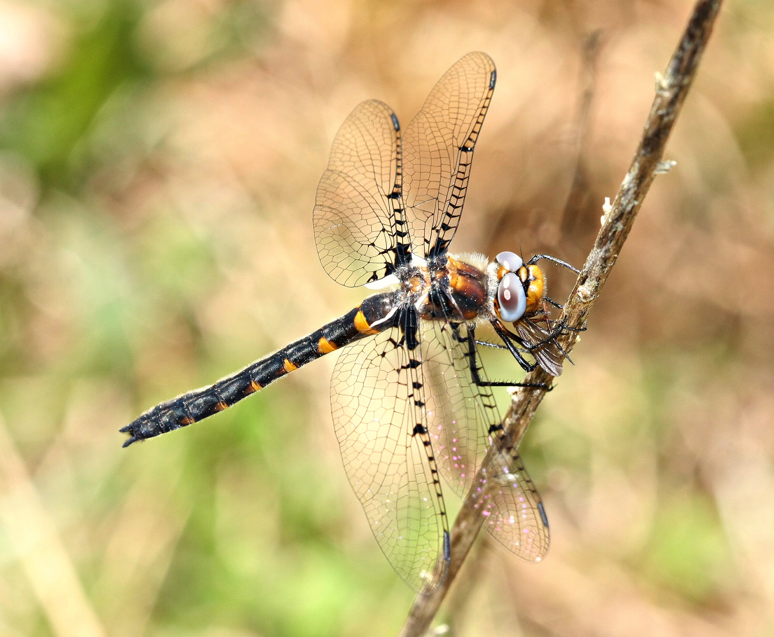 Sely's SunDragon with Prey (3395565065)