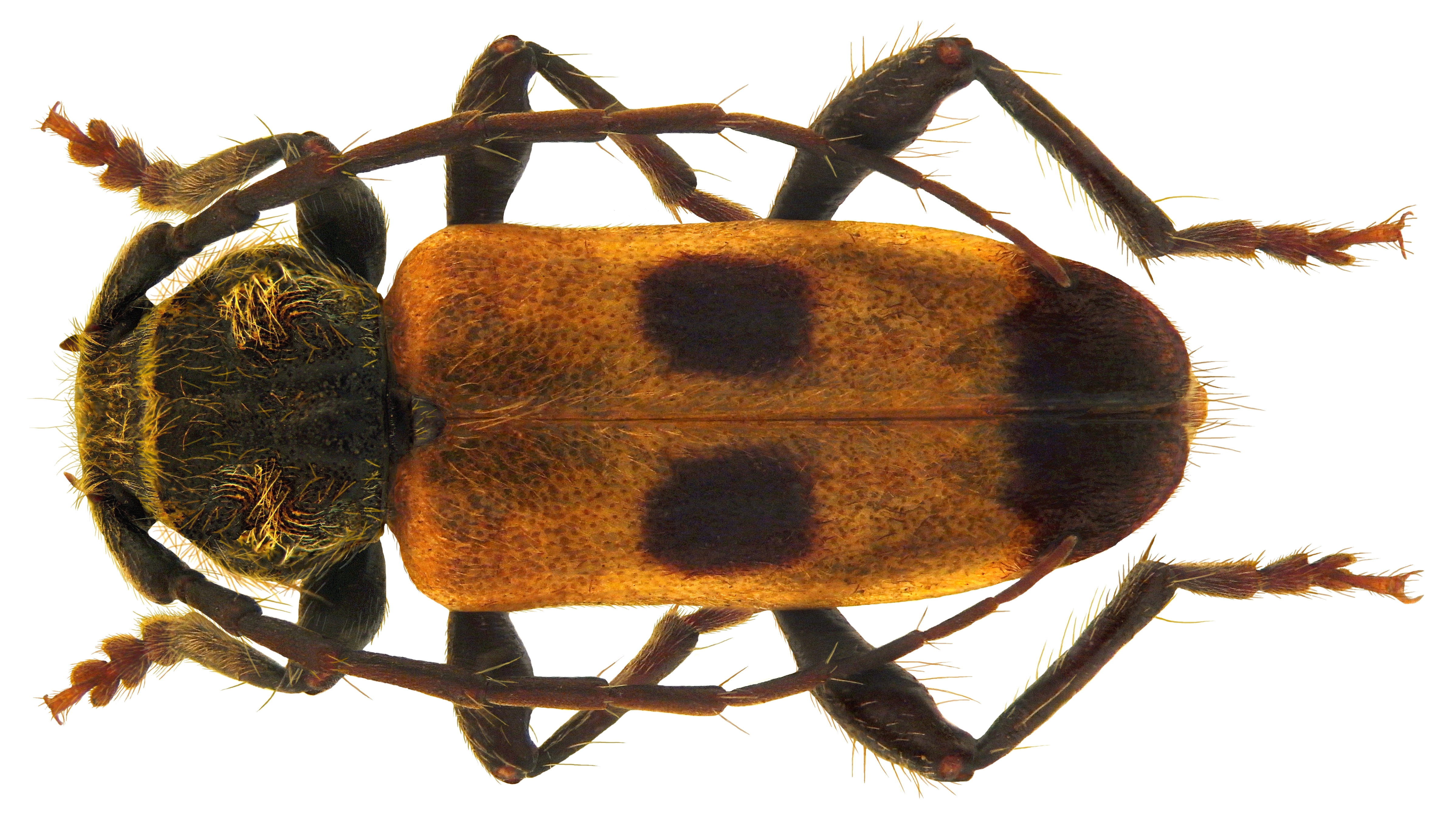 Semanotus russicus (Fabricius, 1776) (5096889280) (2)