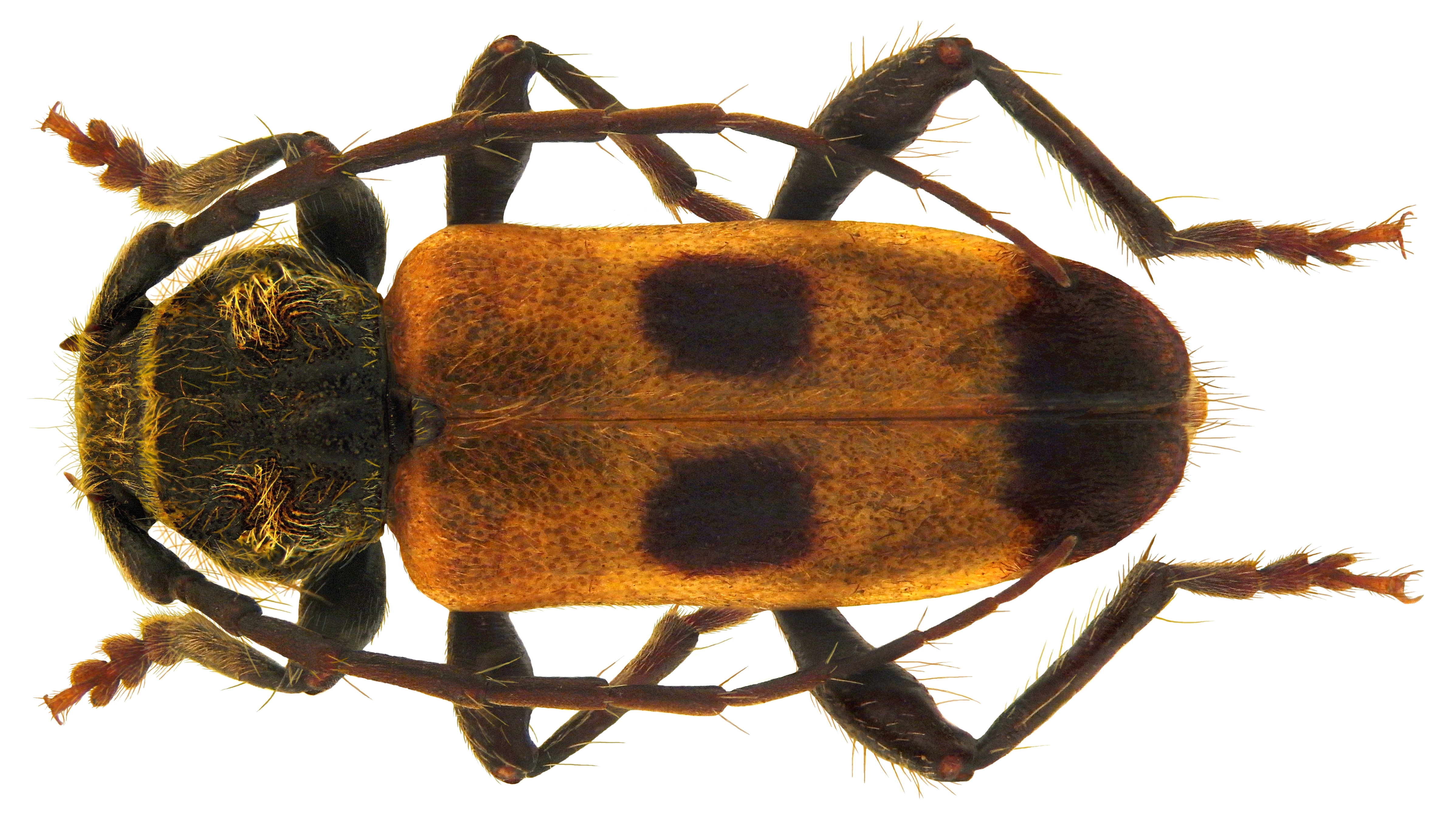 Semanotus russicus (Fabricius, 1776) (5096889280) (2)