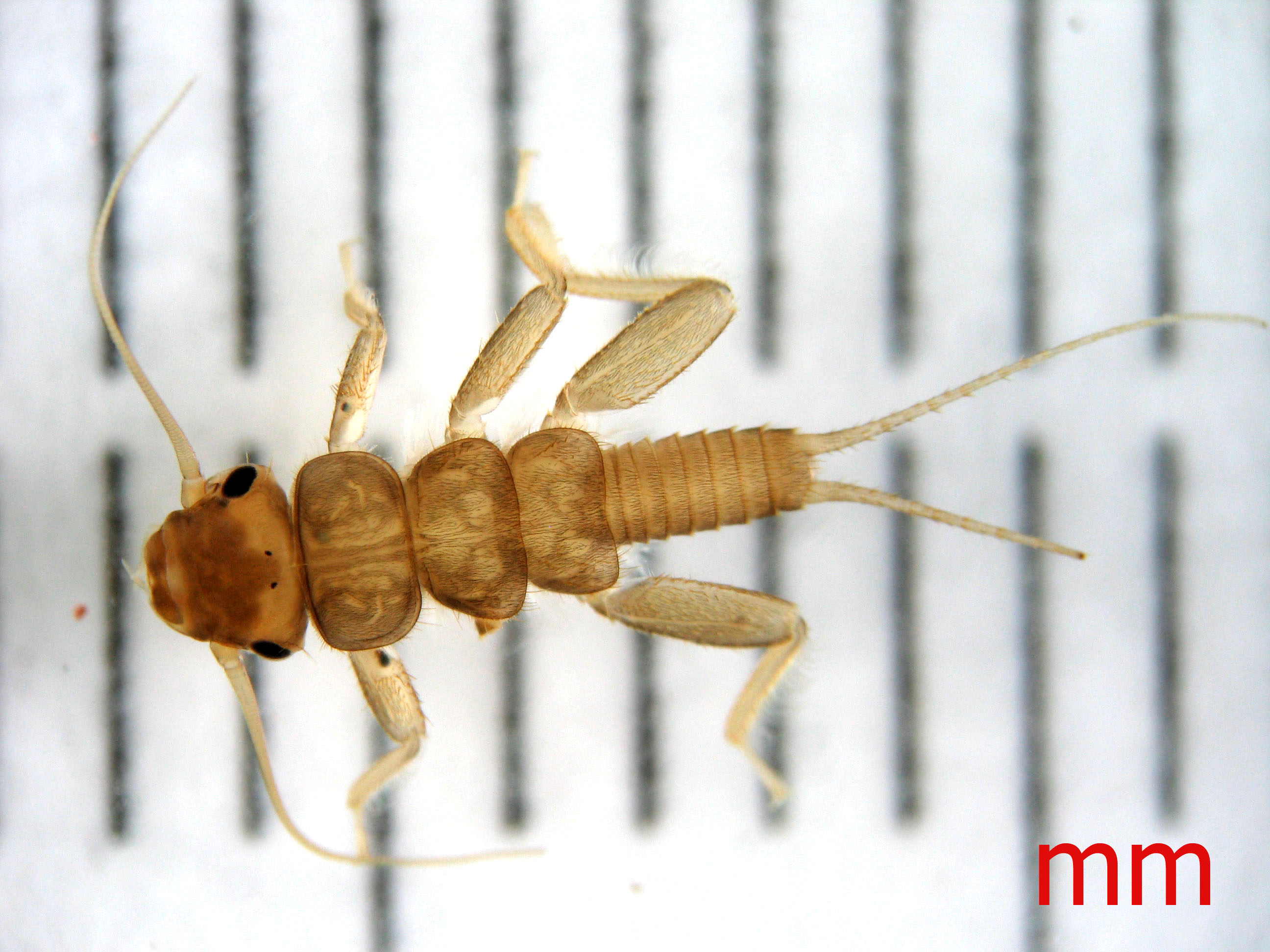 Sep 2008 F Perlidae
