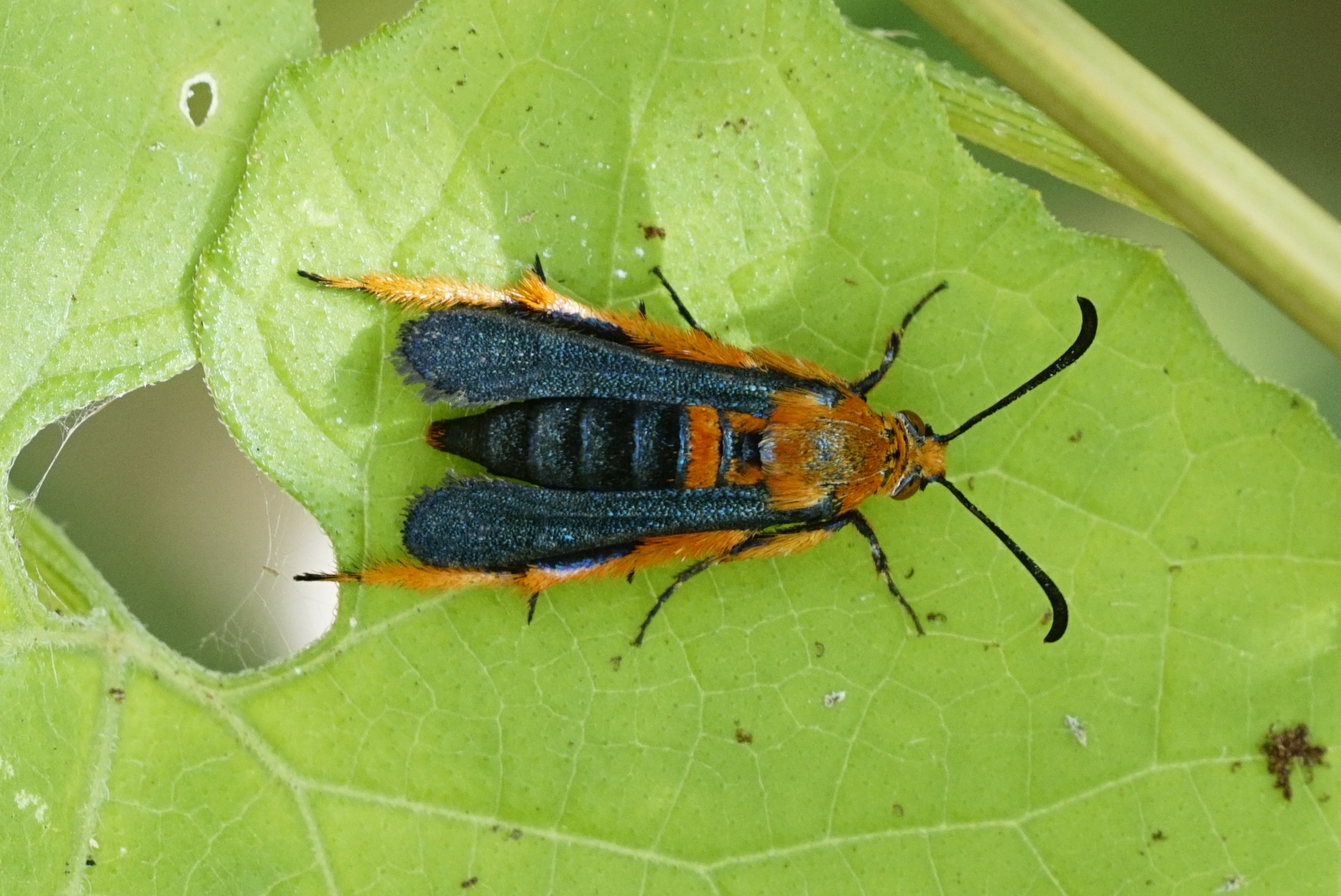 Sesiidae 1493