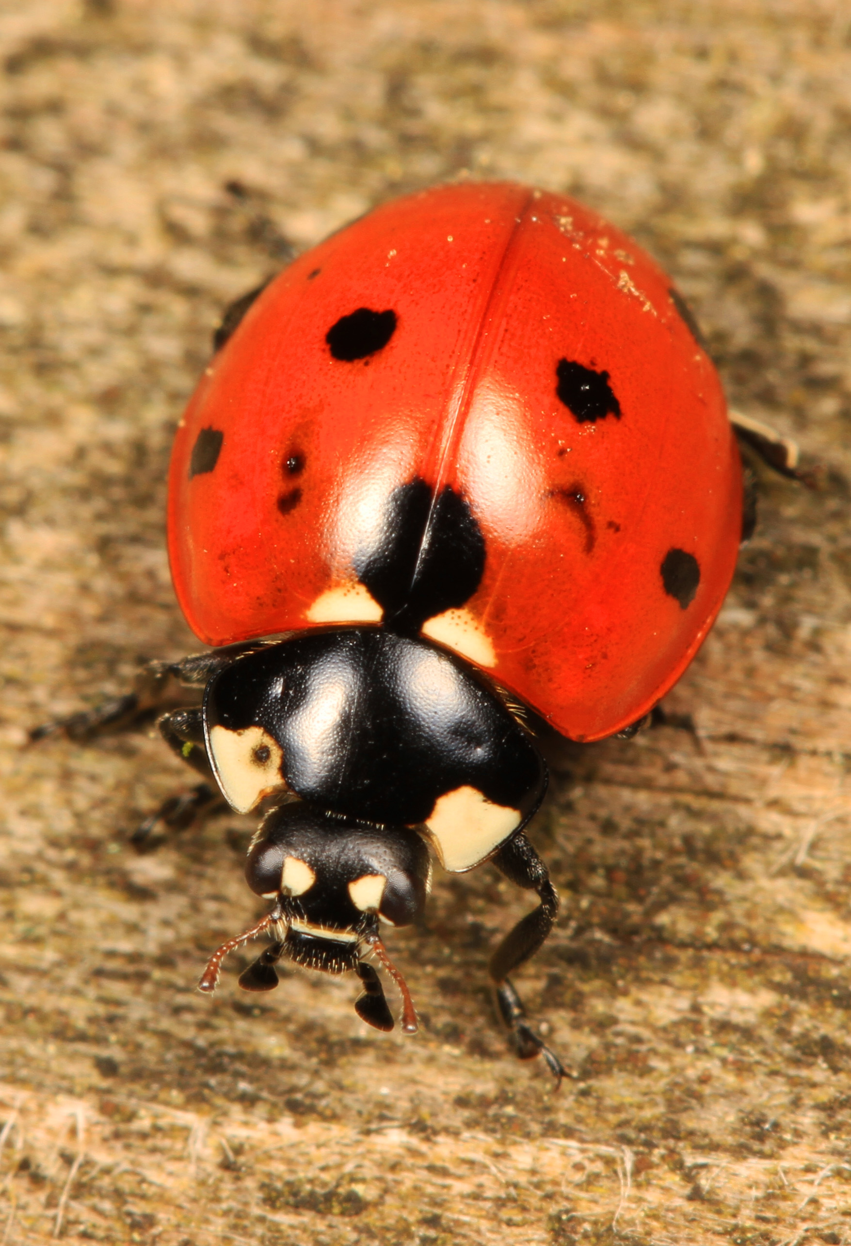 Seven-spotted Lady Beetle - Coccinella septempunctata, Leesylvania State Park, Woodbridge, Virginia - 01