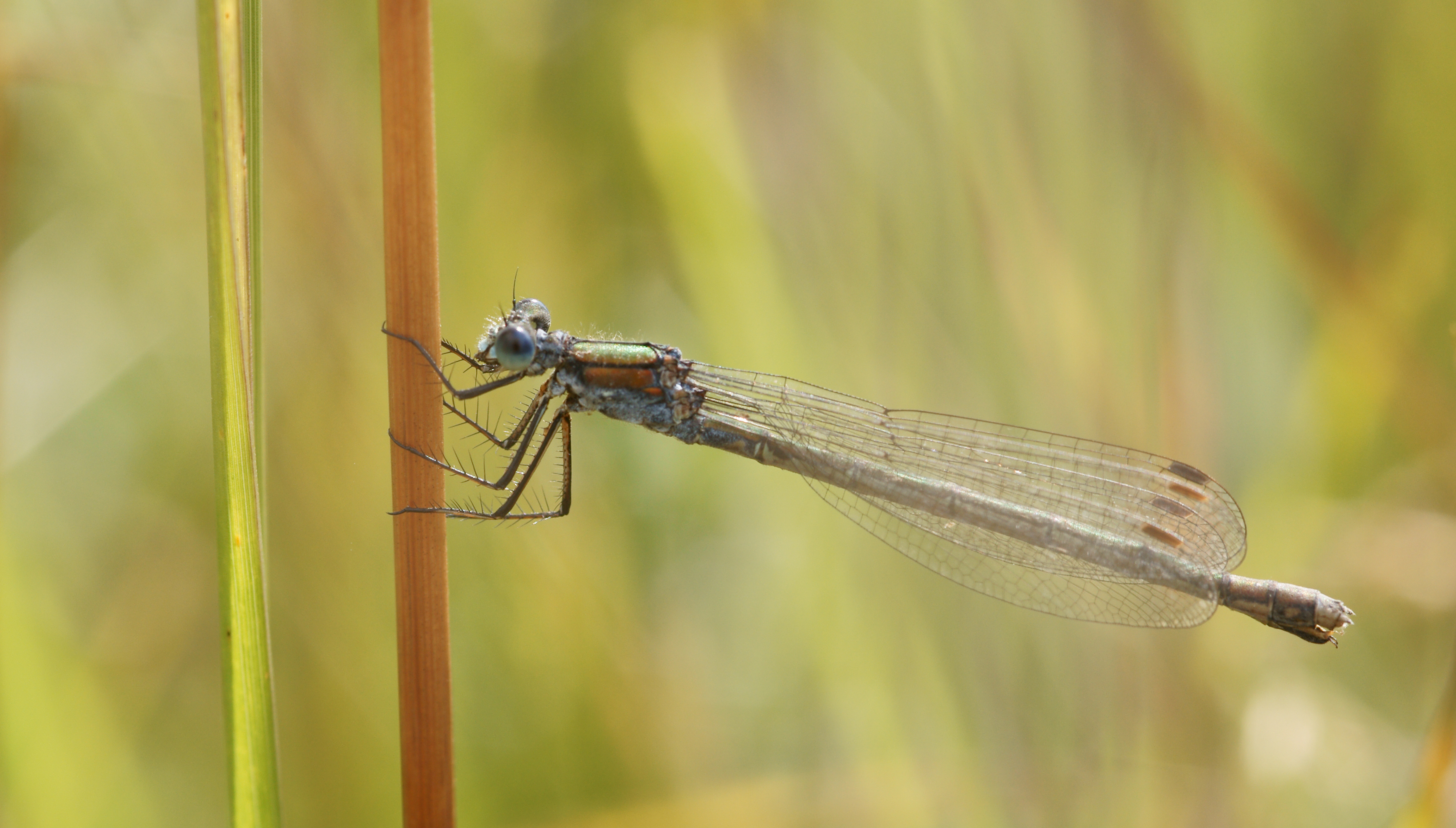 Sirokeijunkorento (Lestes sponsa)