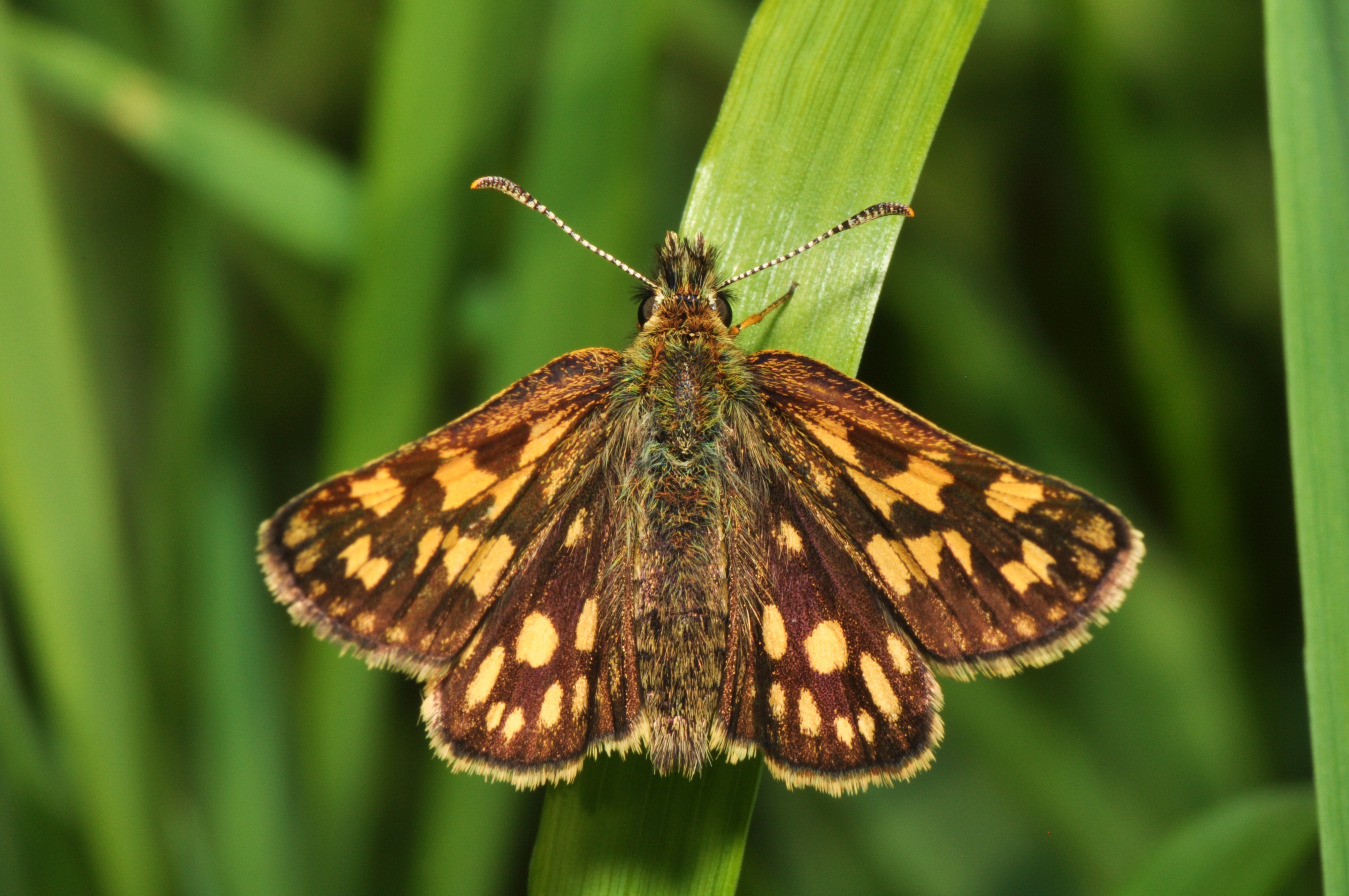 Skipper (14186066198)