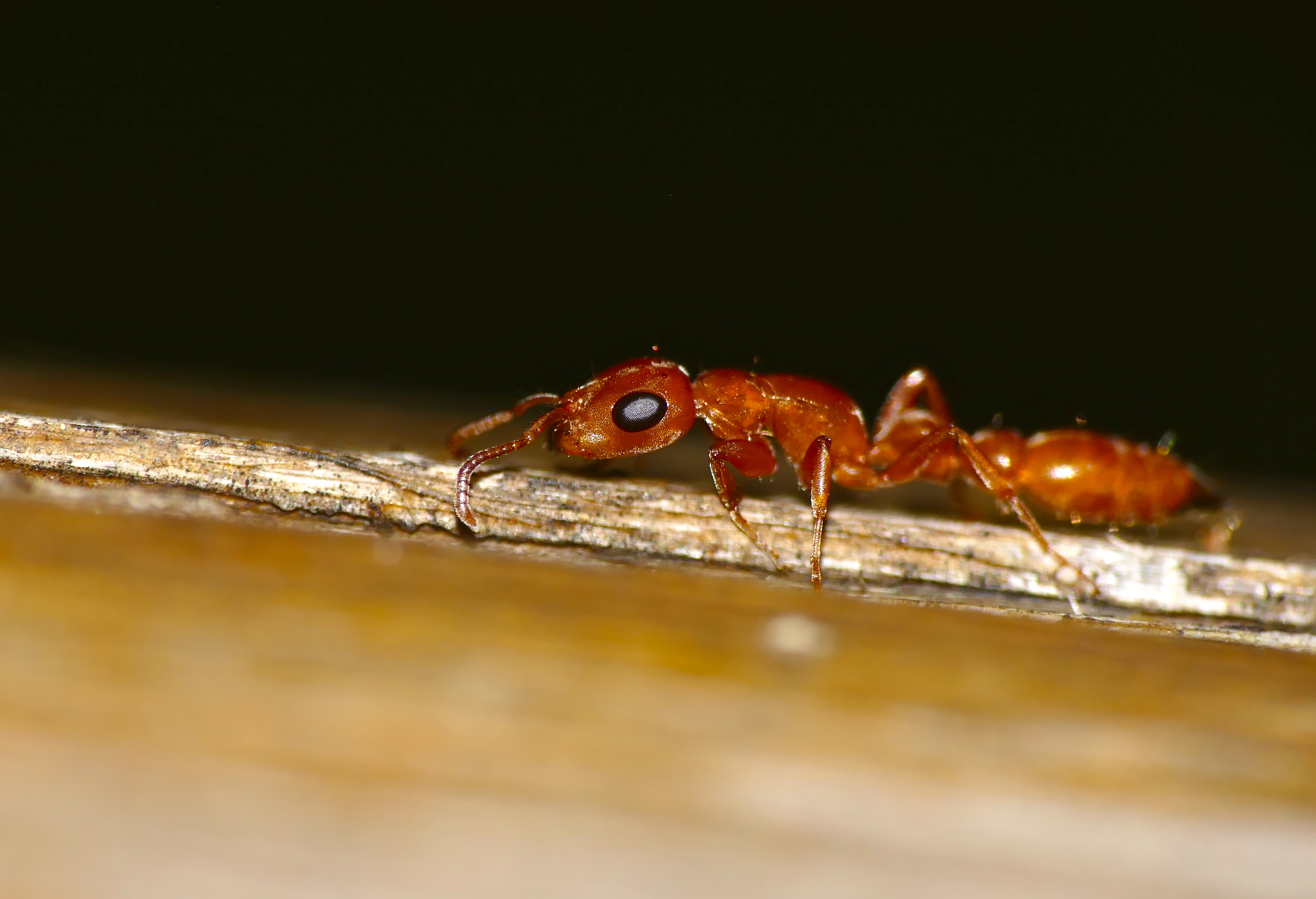Slender Ant (Tetraponera natalensis) (30538051244)