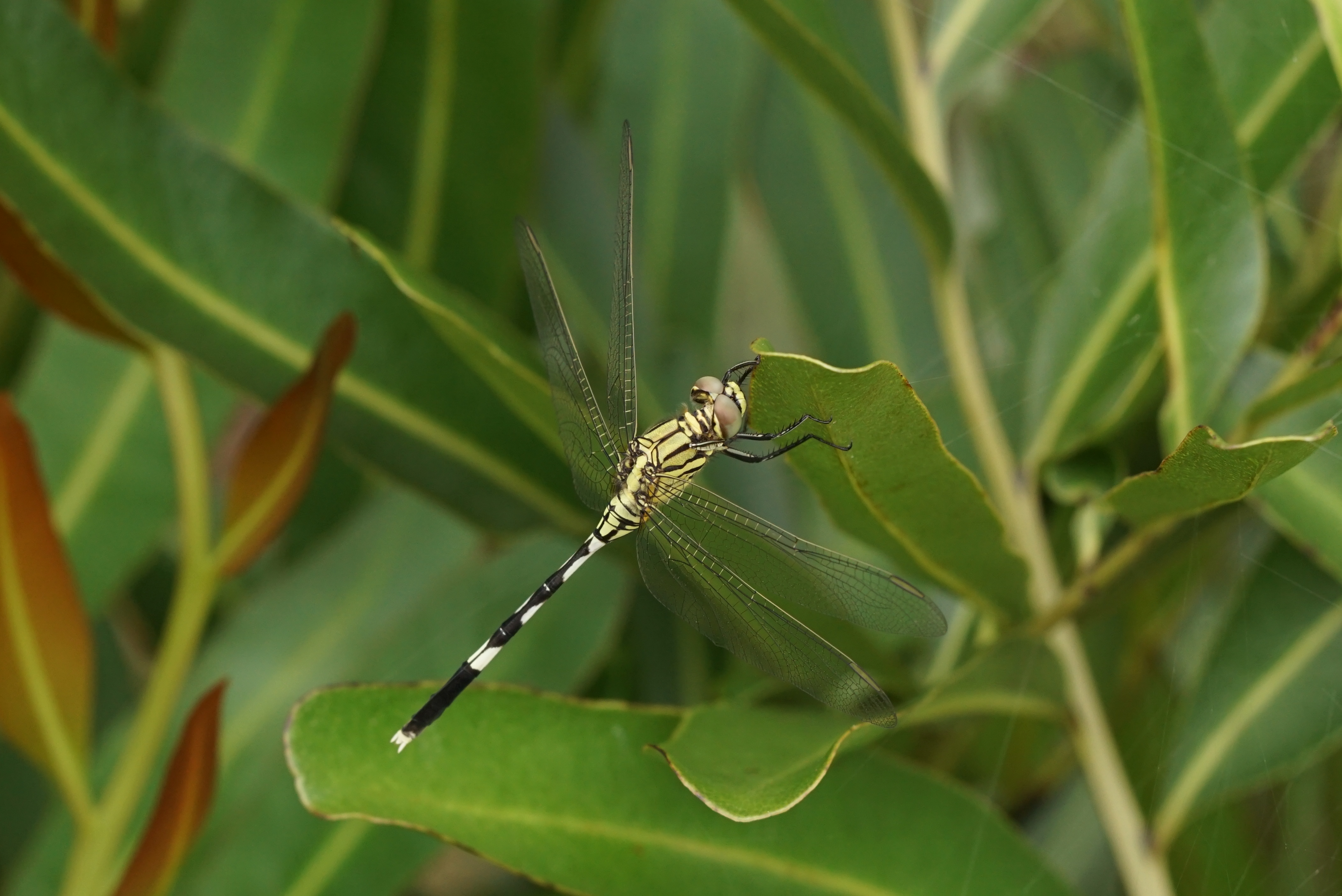 Slender Skimmer 06811
