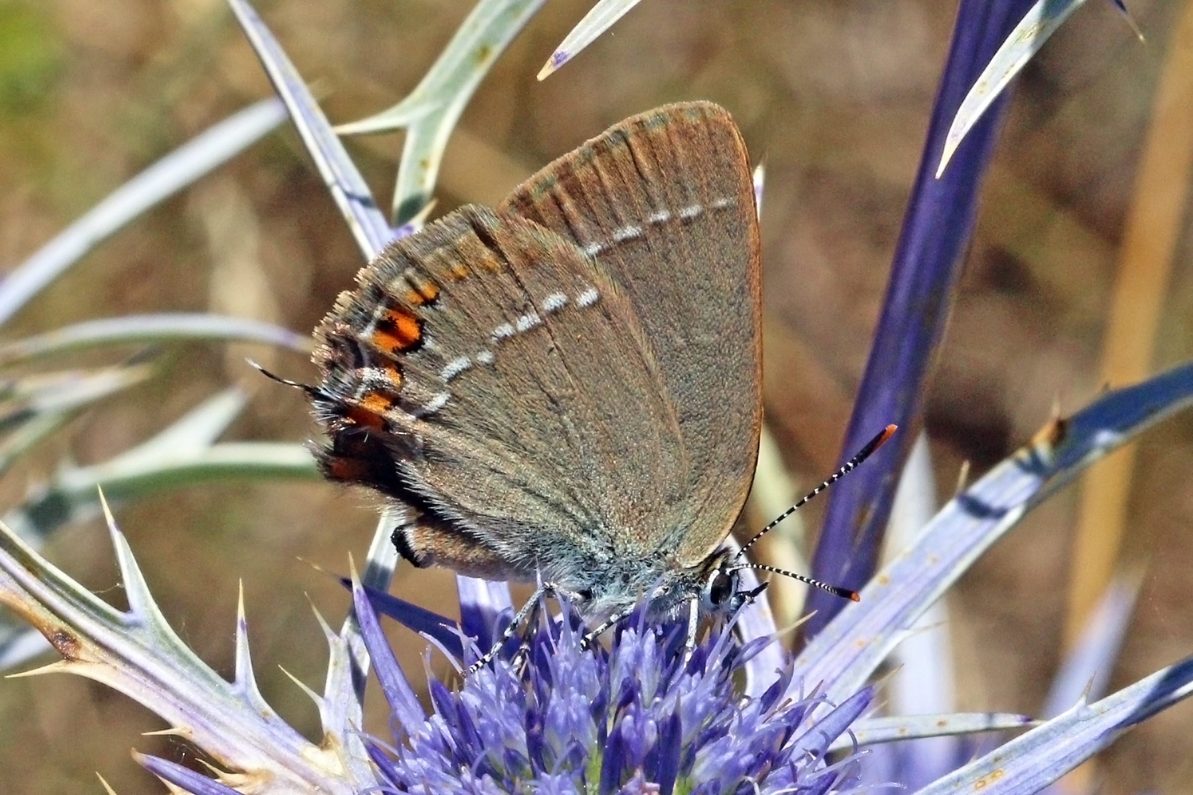 Sloe hairstreak (Satyrium Acaciae) Macedonia