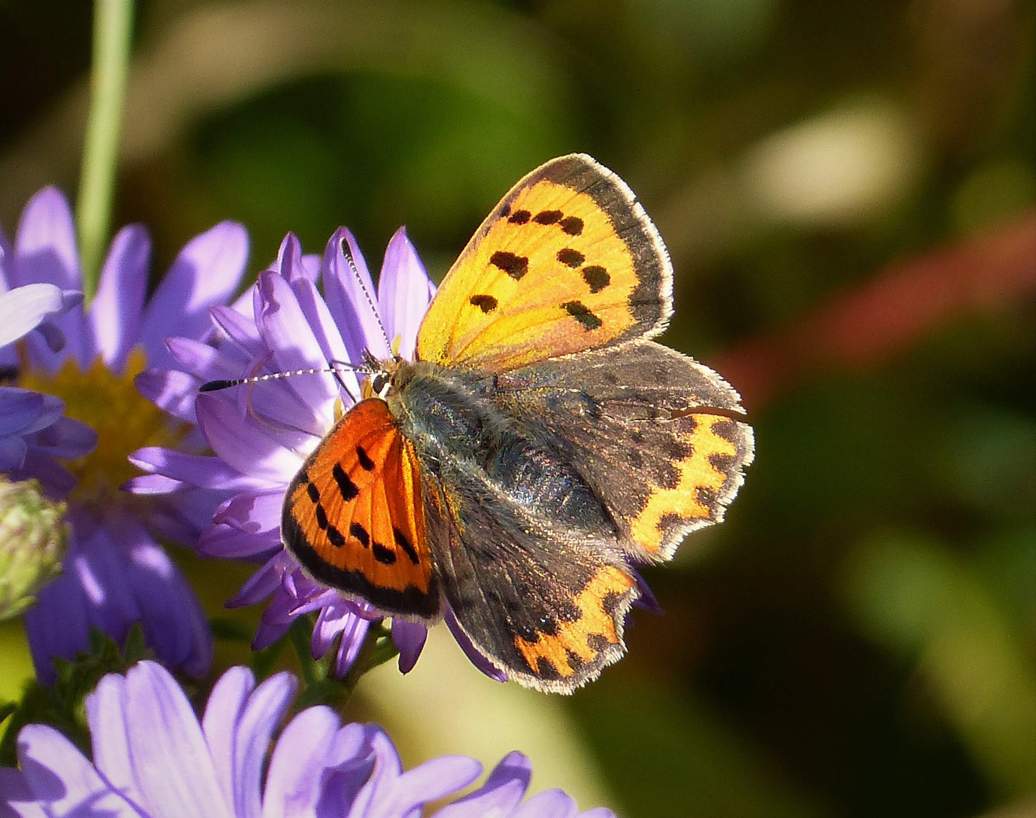 Small Copper. Lycaena phlaeas (37433987400)