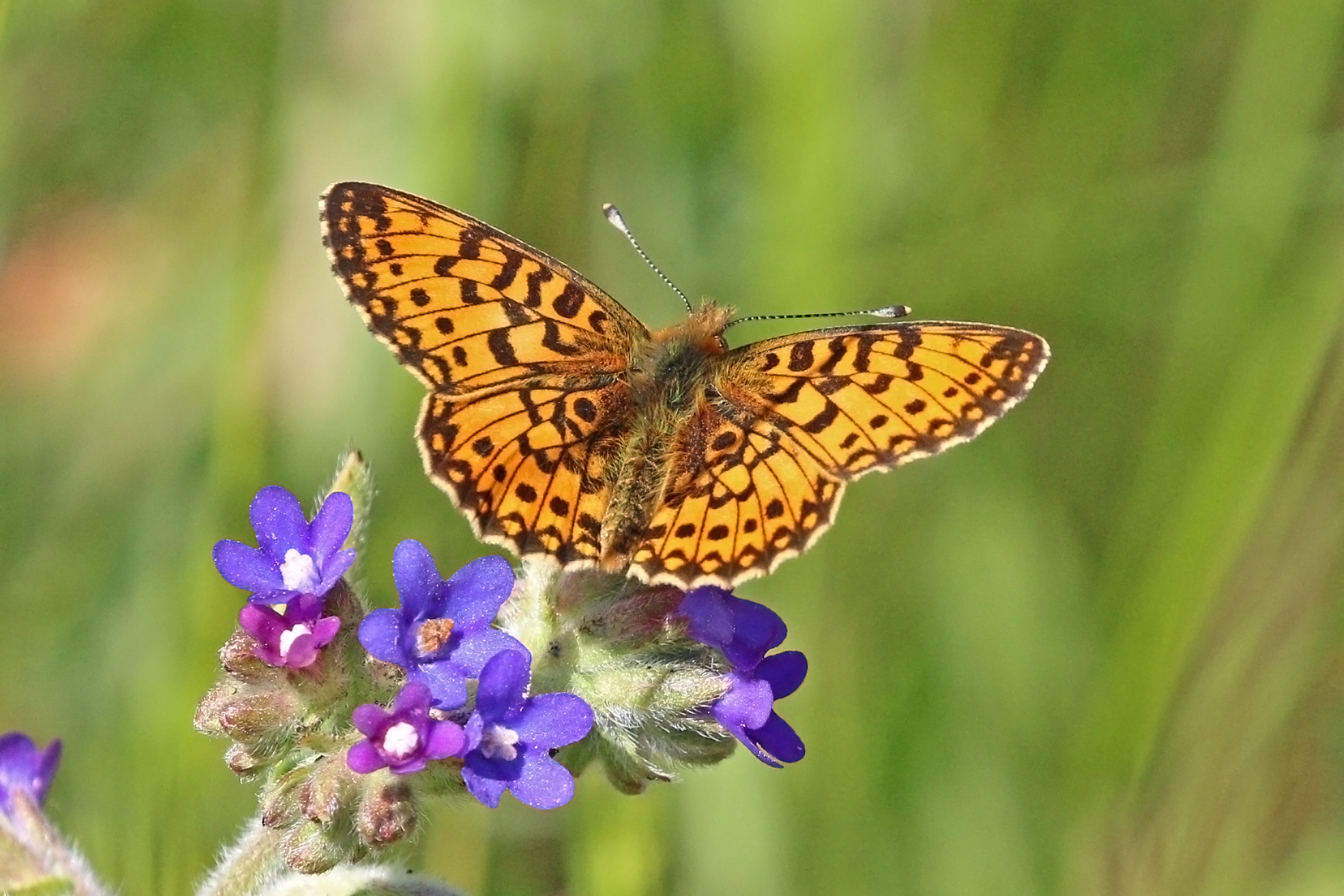Small pearl-bordered fritillary (Boloria selene) Estonia