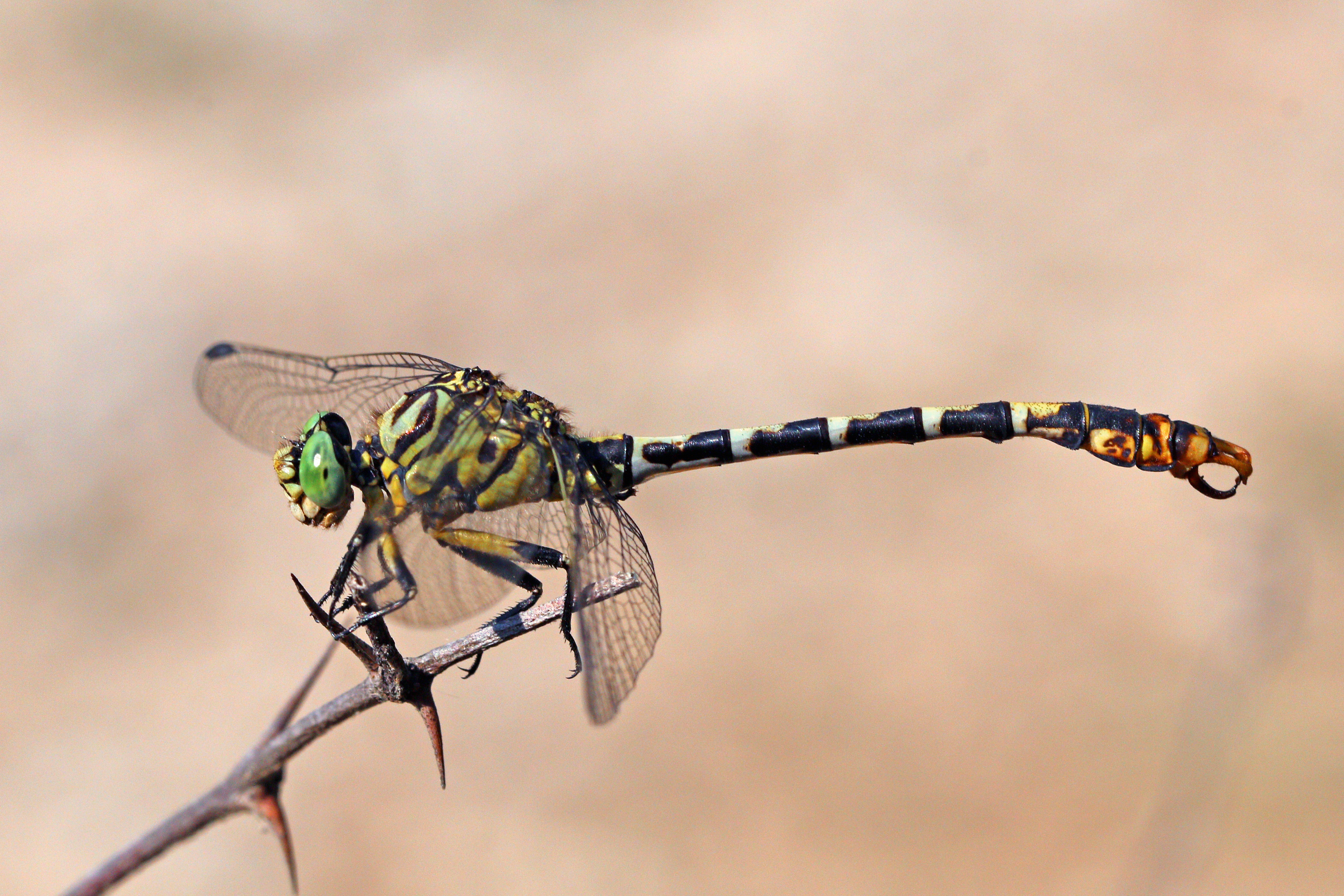 Small pincertail (Onychogomphus forcipatus) male Bulgaria