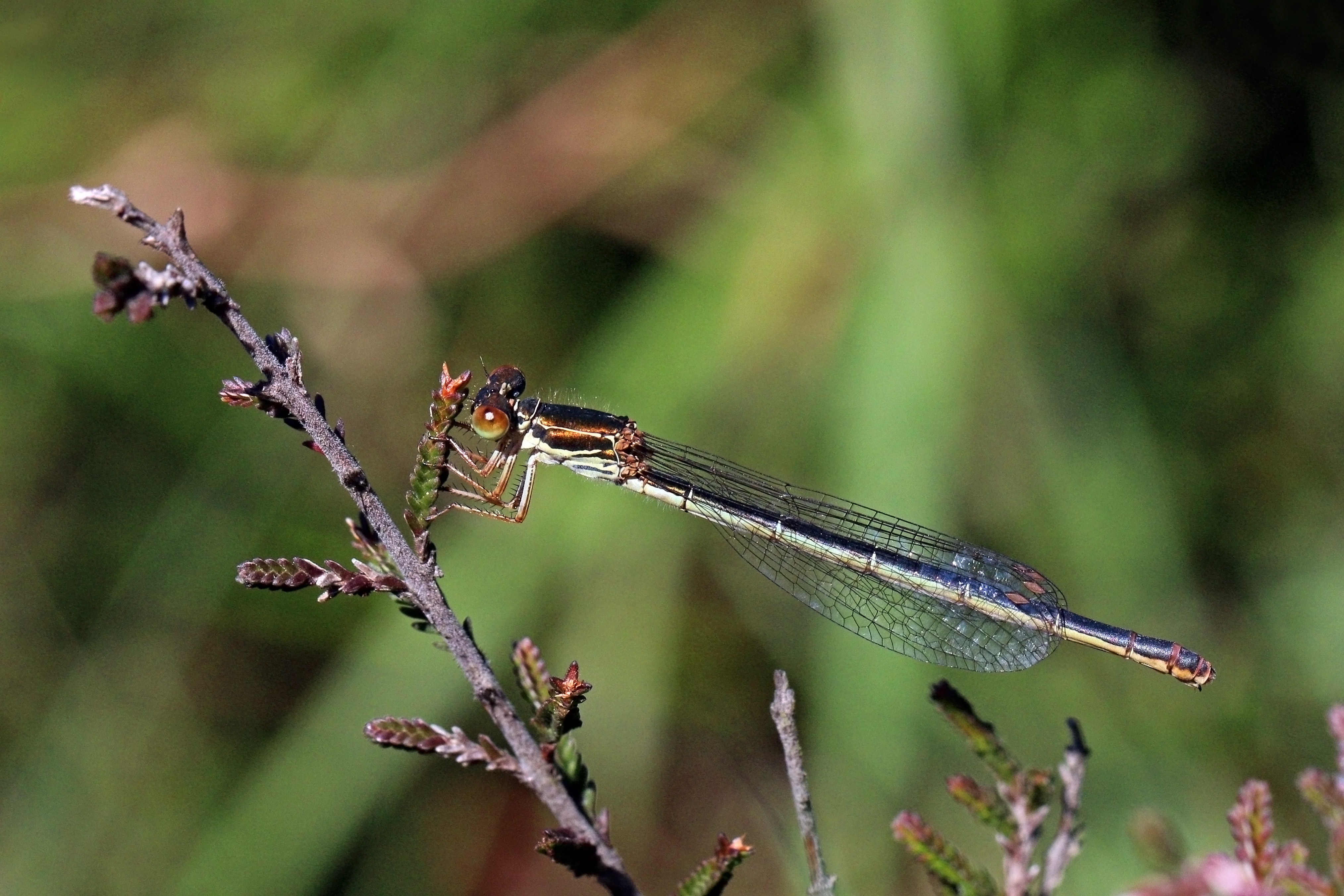 Small red damselfly (Ceriagrion tenellum) female form melanogastrum