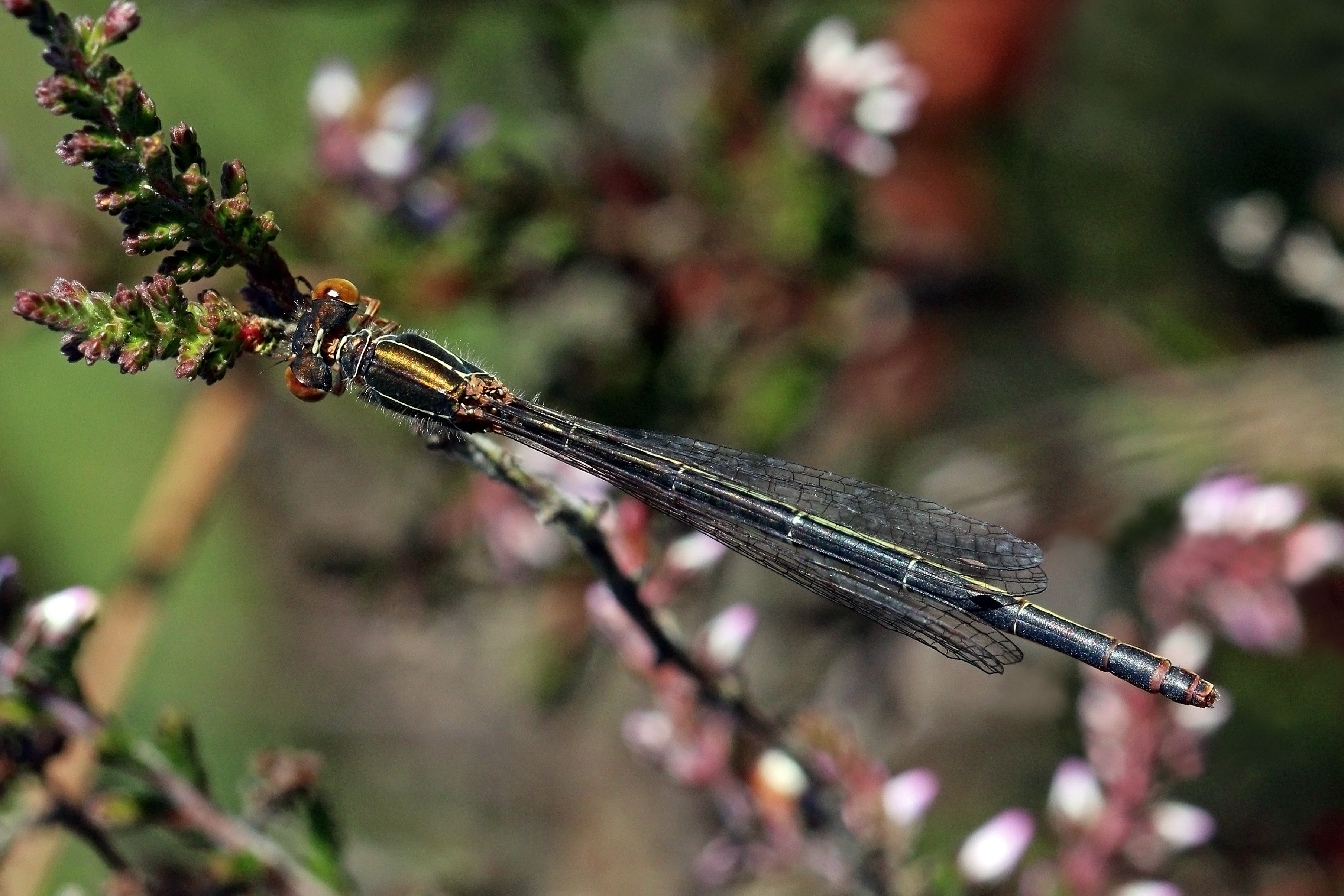 Small red damselfly (Ceriagrion tenellum) female form melanogastrum 2