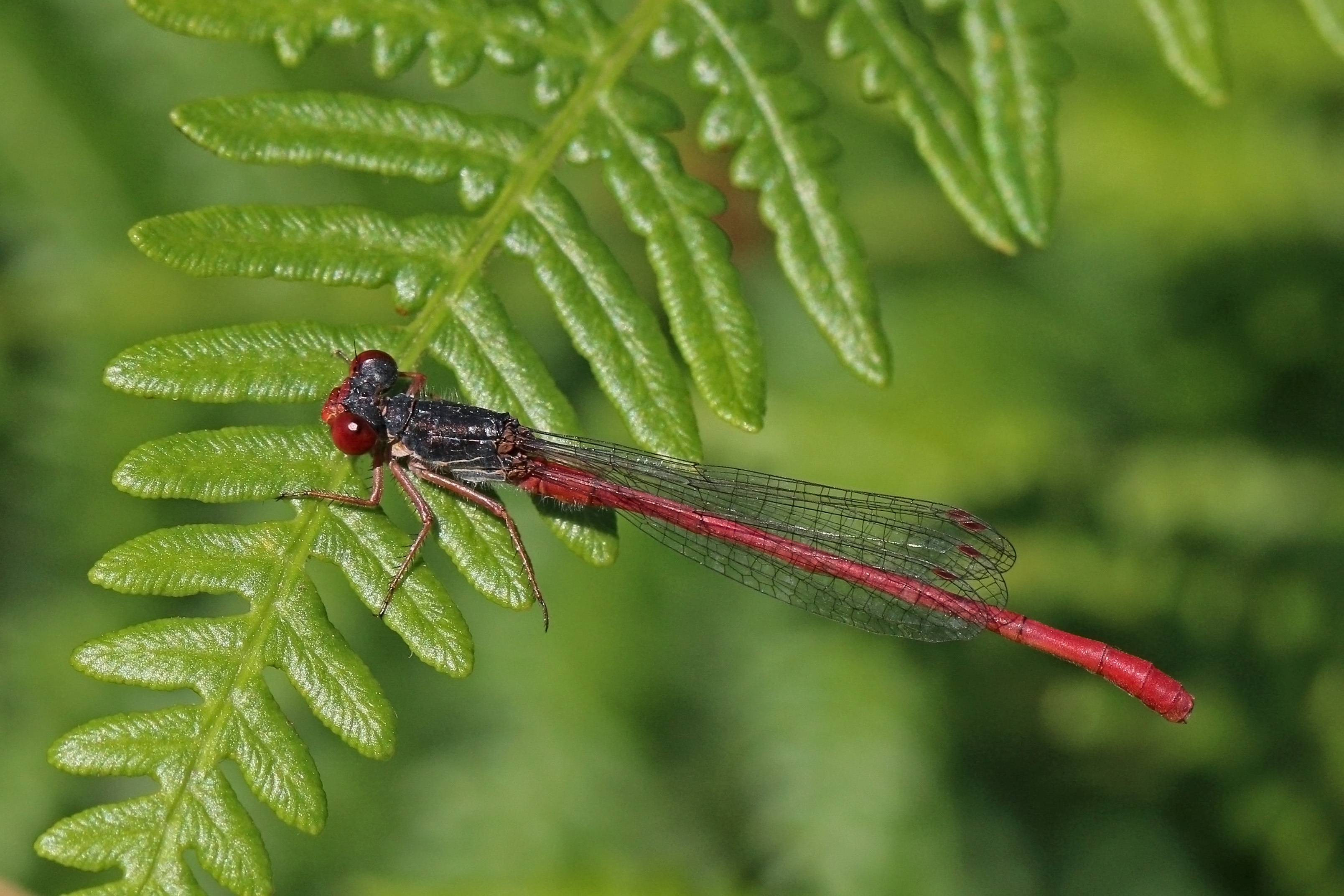 Small red damselfly (Ceriagrion tenellum) male (old) 2
