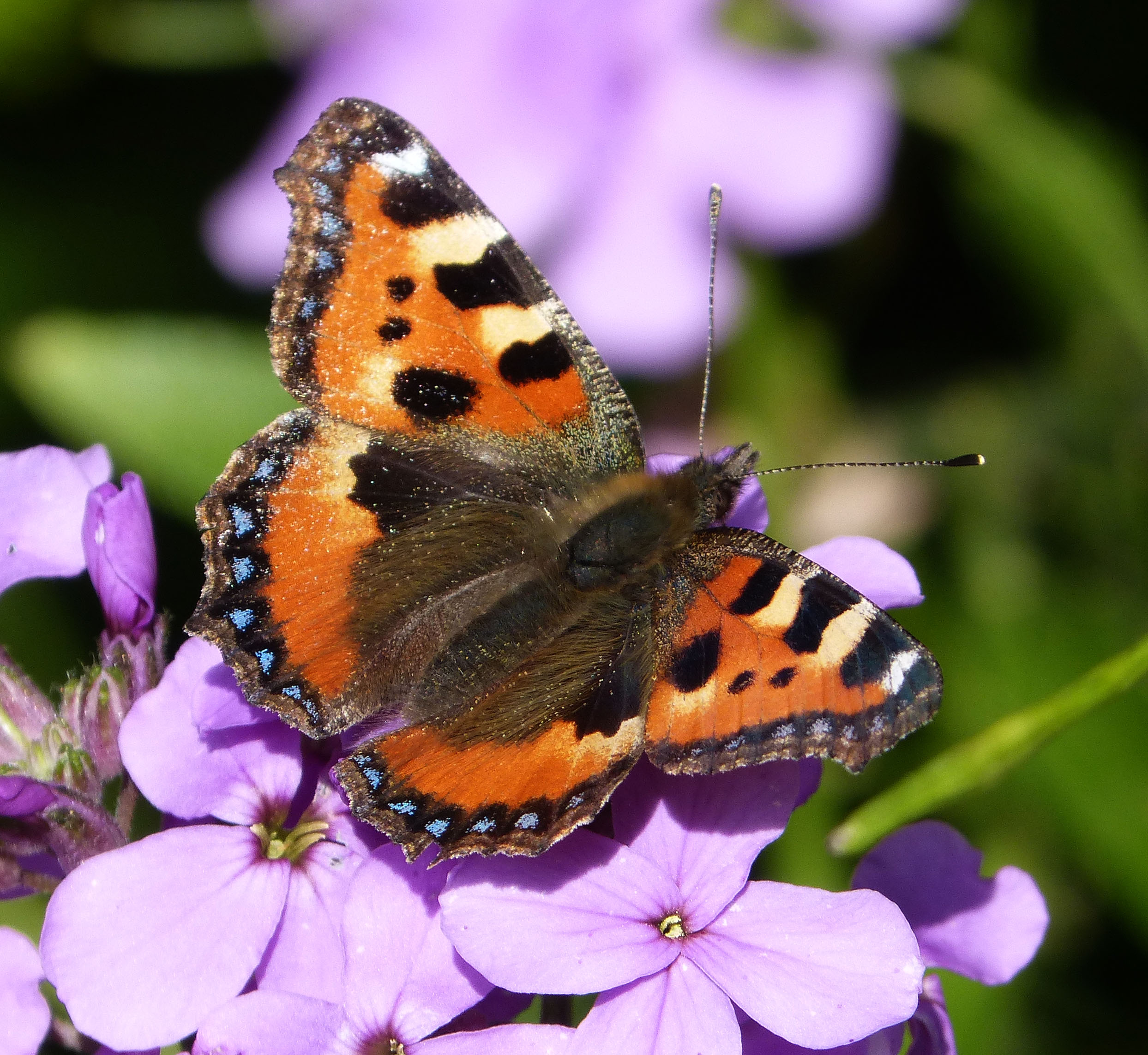 Small Tortoiseshell. Aglais urticae - Flickr - gailhampshire