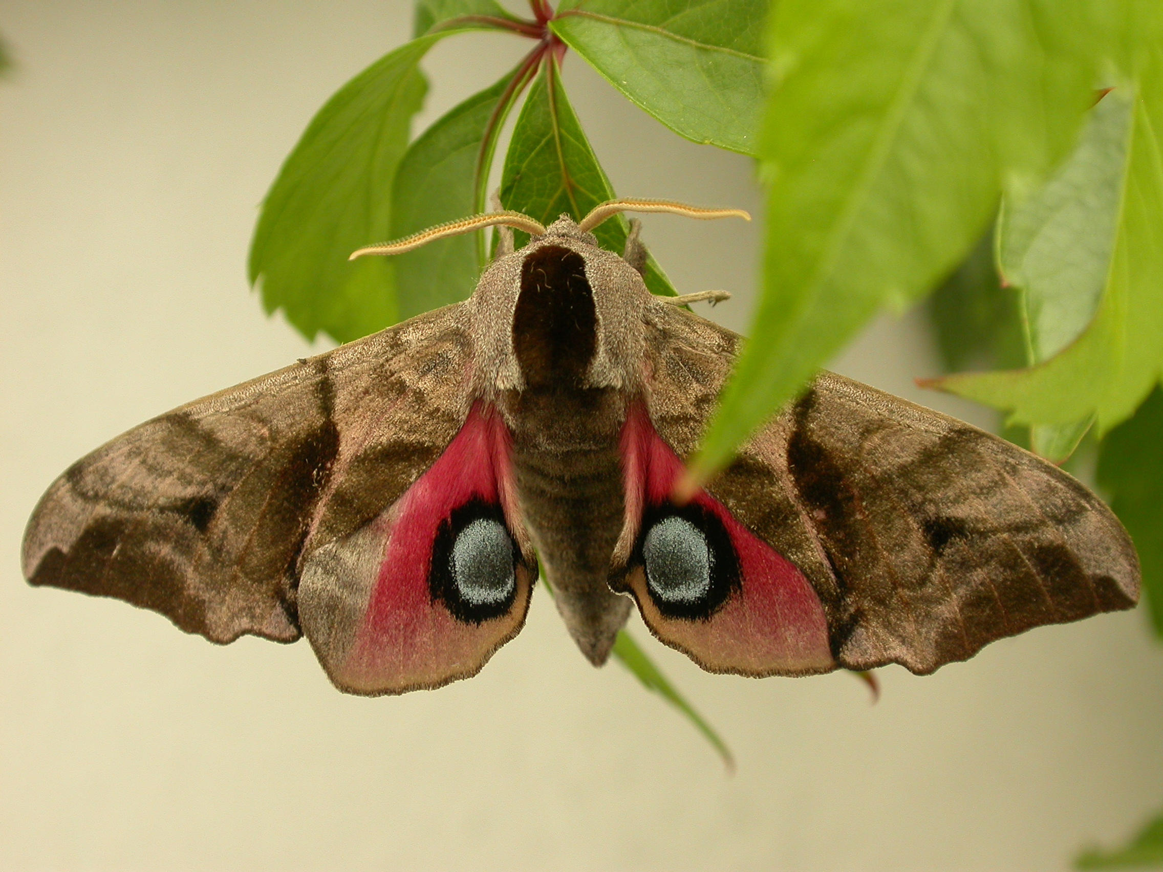 Smerinthus ocellata (7392523608)
