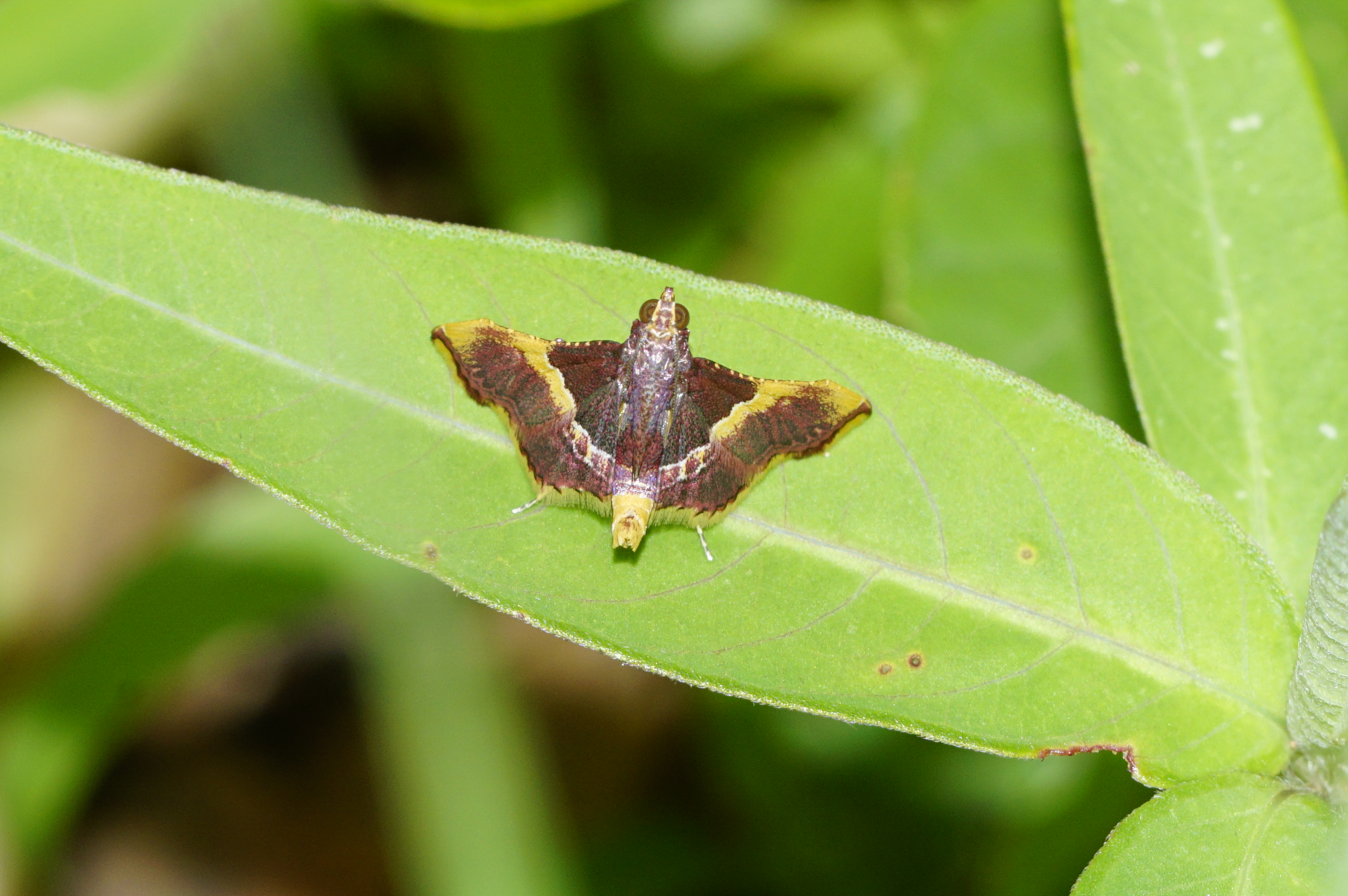 Snout moth (Endotricha sp ) 8590