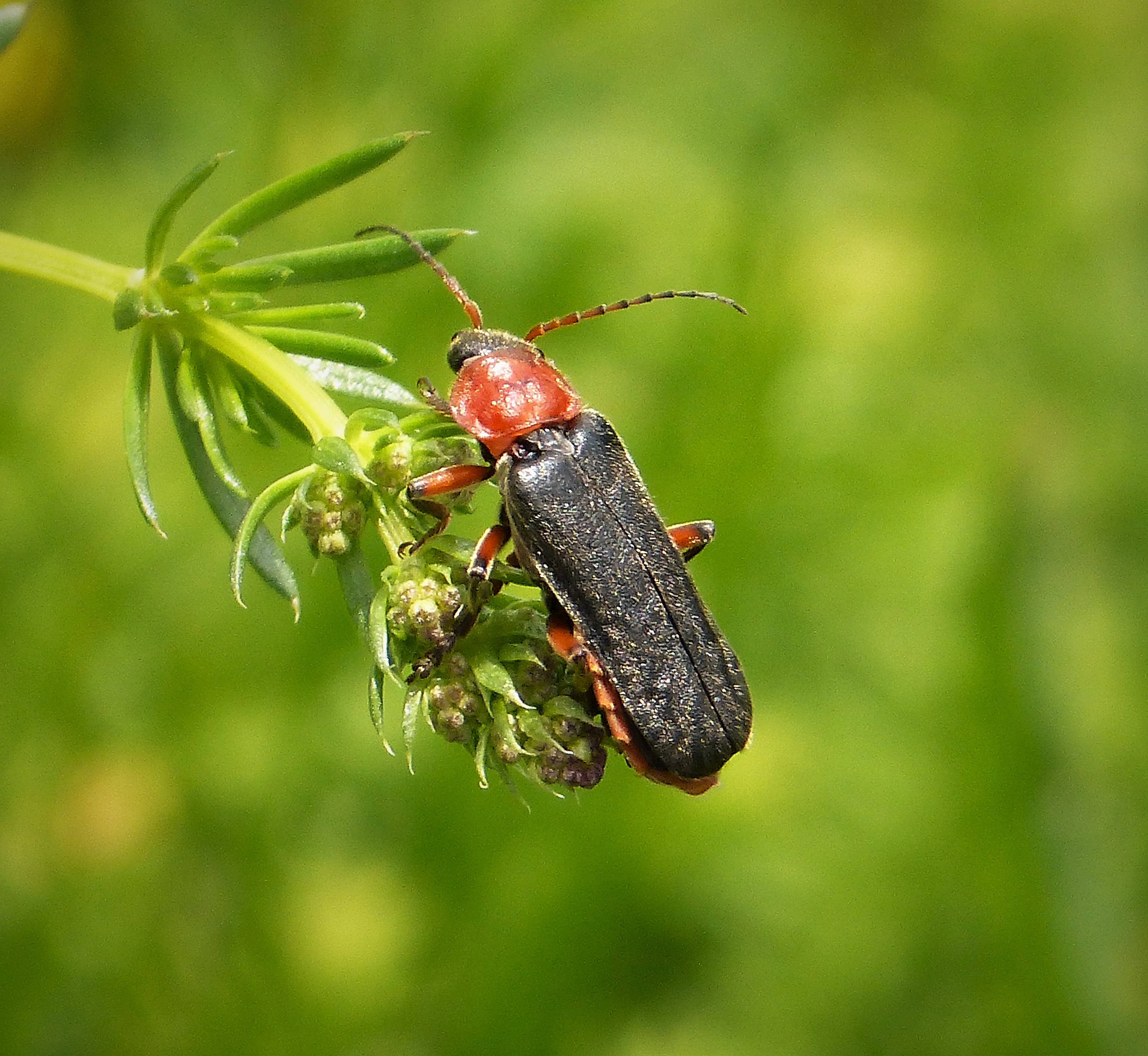 Soldier Beetle. Cantharis pellucida probably (43929678110)