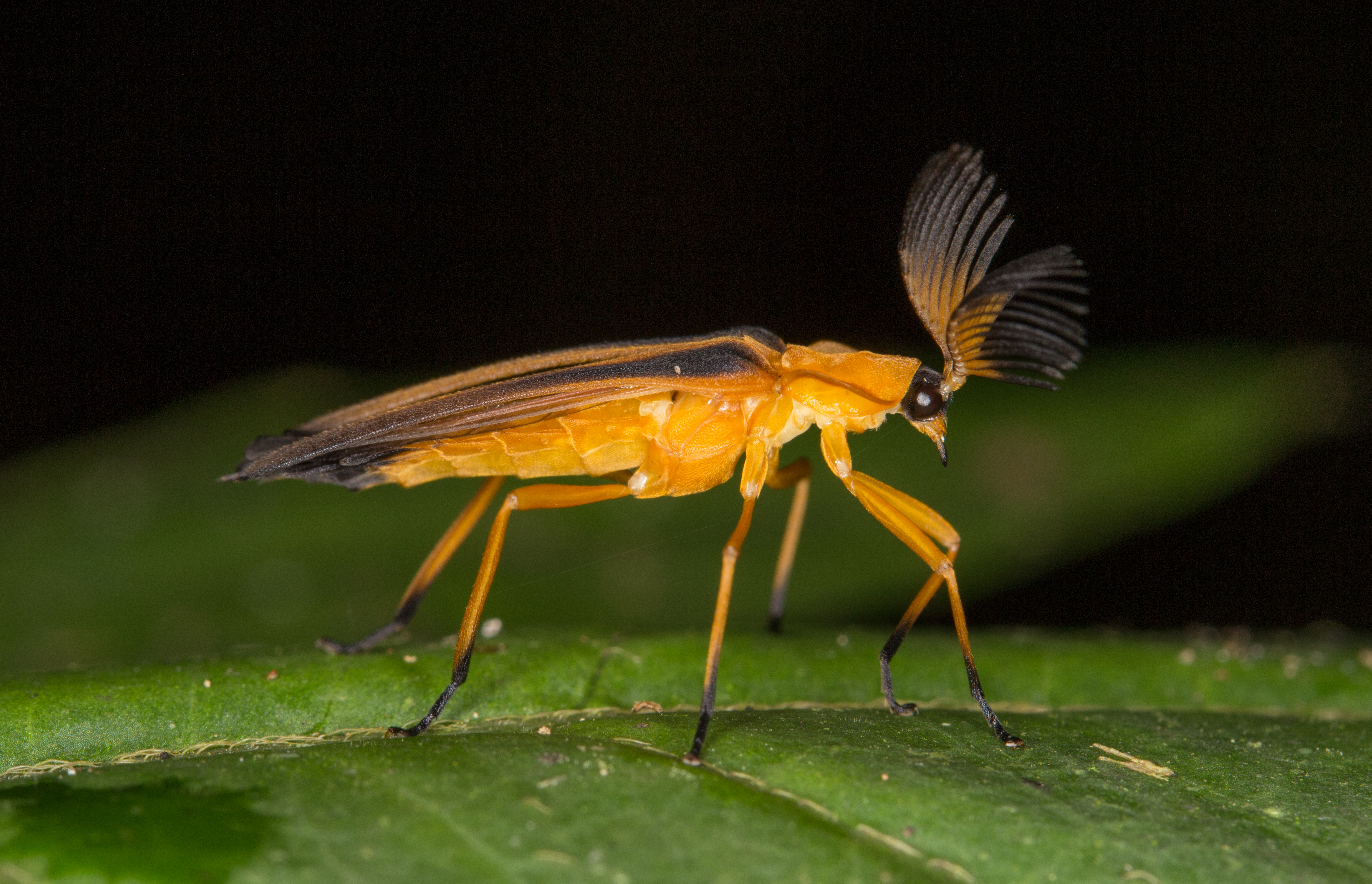 Soldier beetle from ecuador (15151686666)