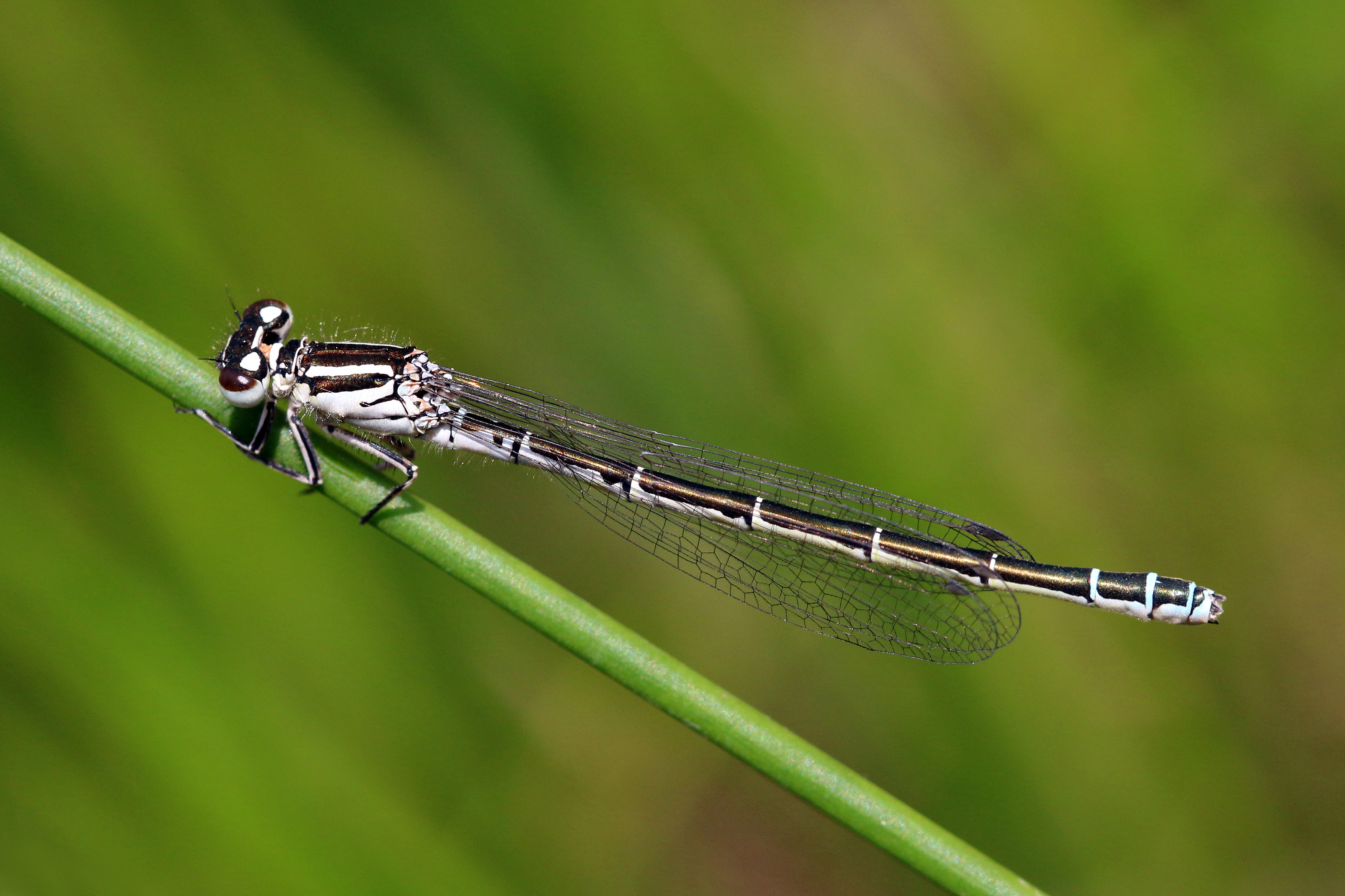 Southern damselfly (Coenagrion mercuriale) female Dry Sandford