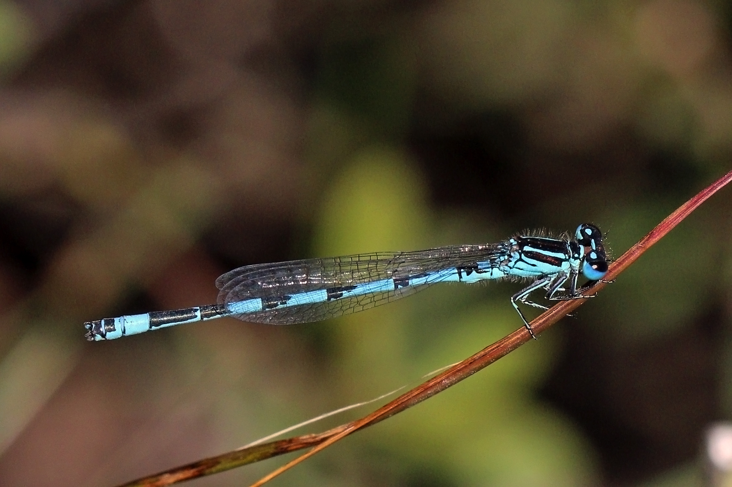 Southern damselfly (Coenagrion mercuriale) male Crockford Stream 2