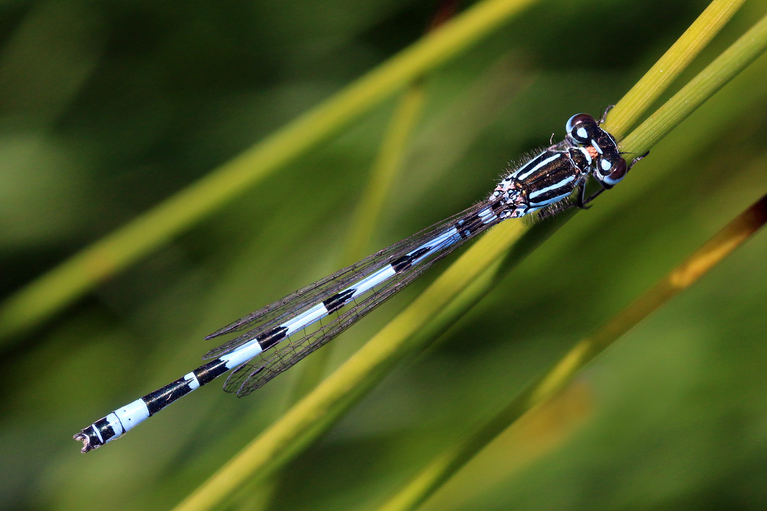Southern damselfly (Coenagrion mercuriale) male Parsonage Moor