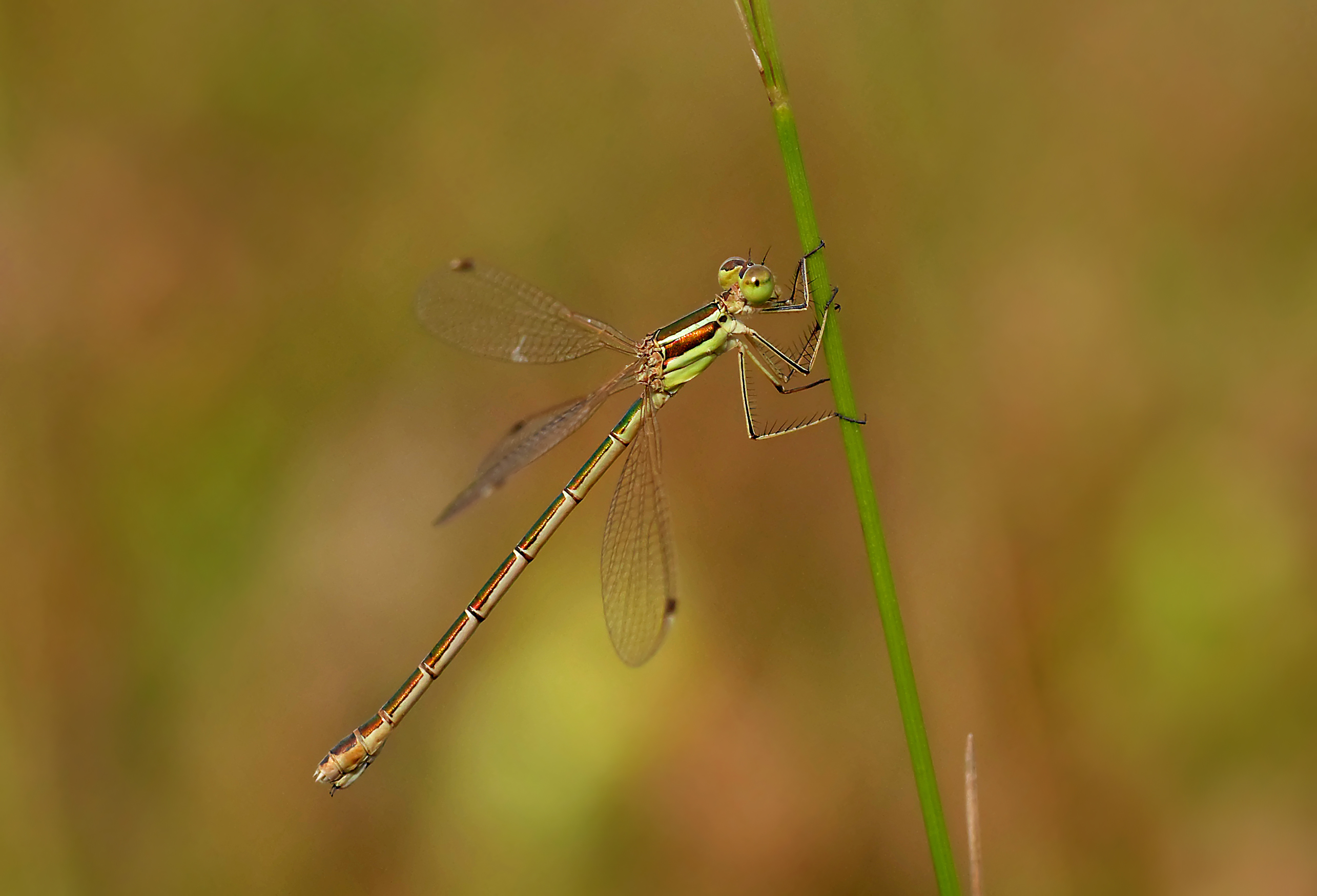 Southern emerald damselfly (Lestes barbarus), Pen-er-Malo, Guidel, Brittany, France (19219706353)