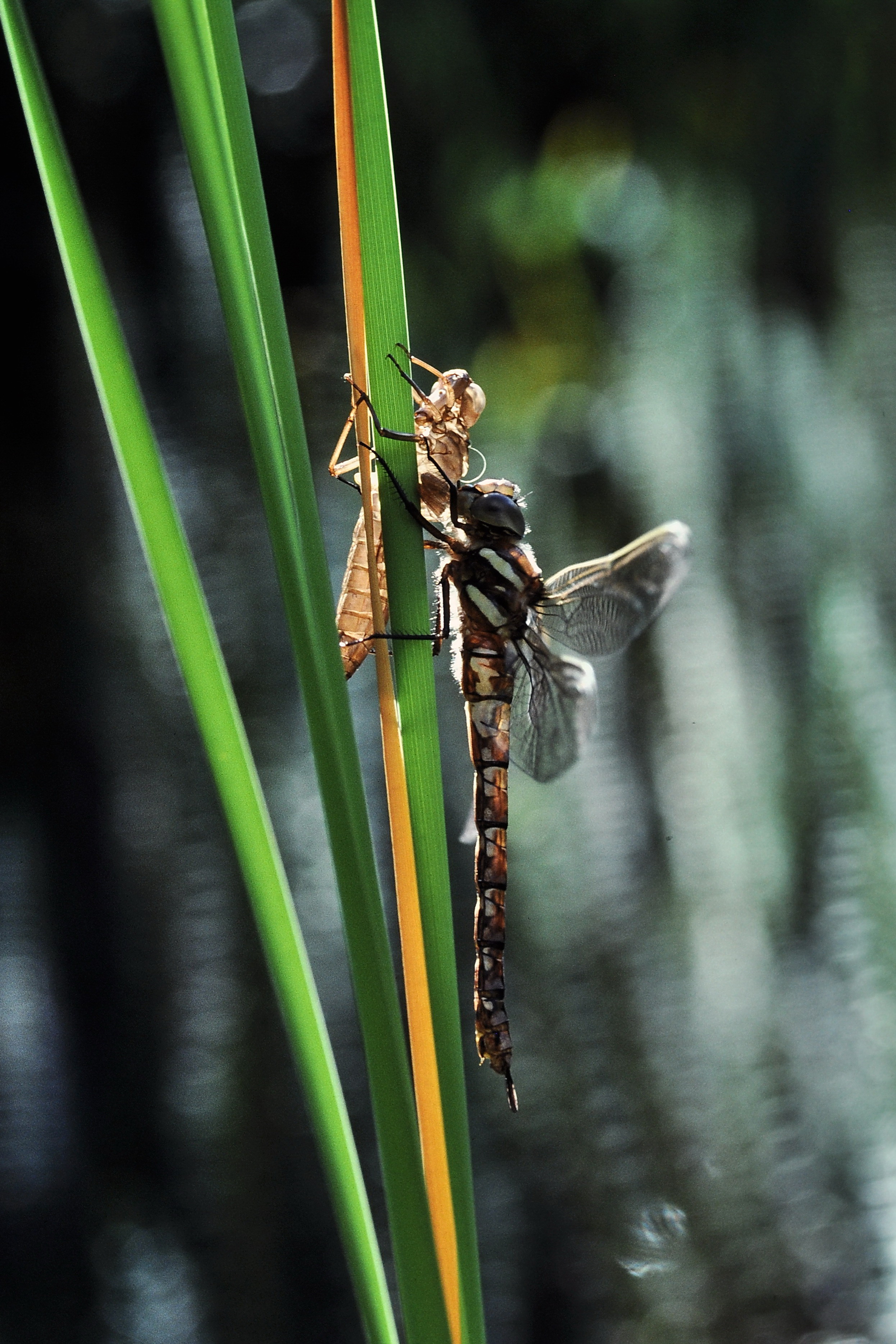 Southern Hawker1