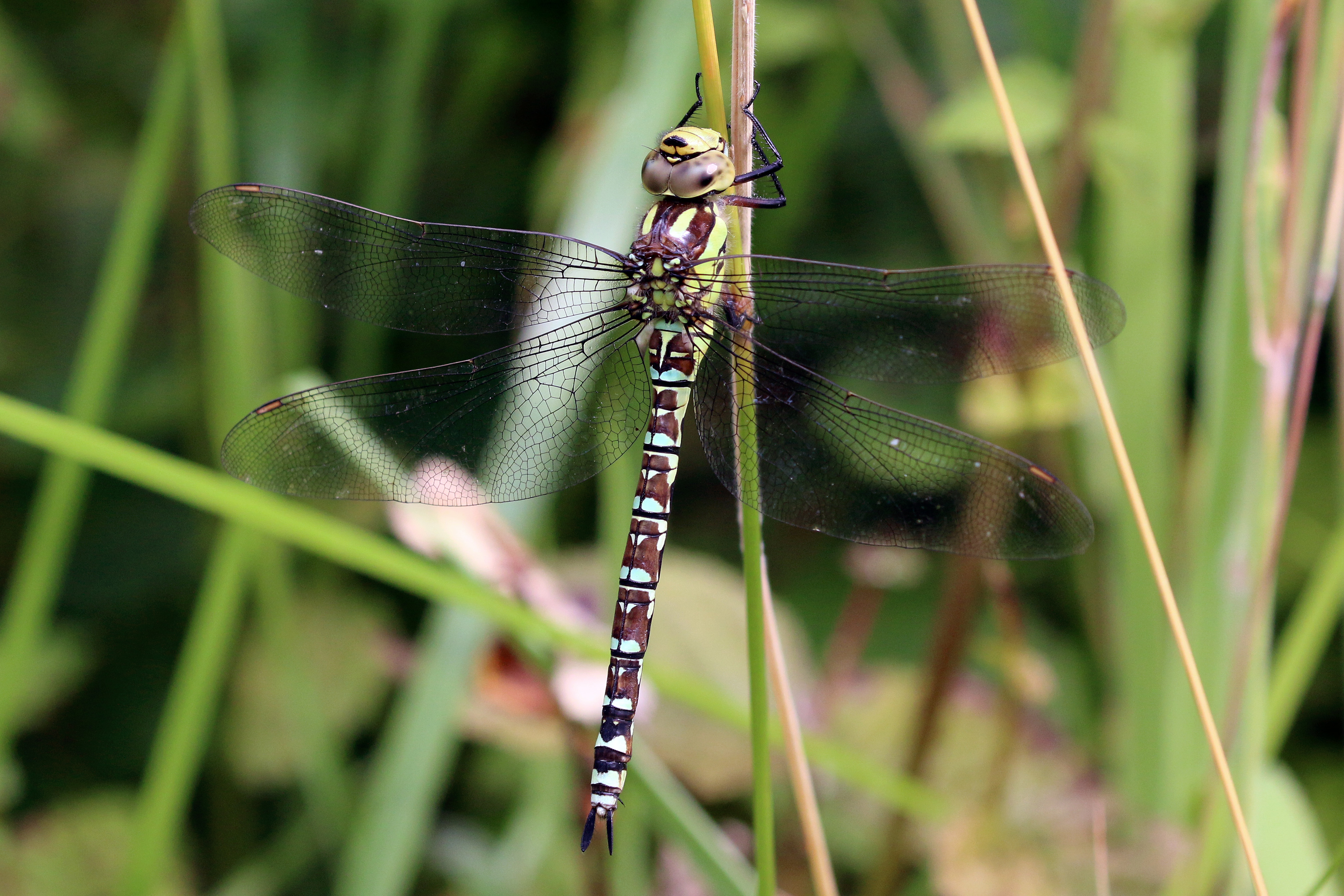 Southern hawker dragonfly (Aeshna cyanea) female