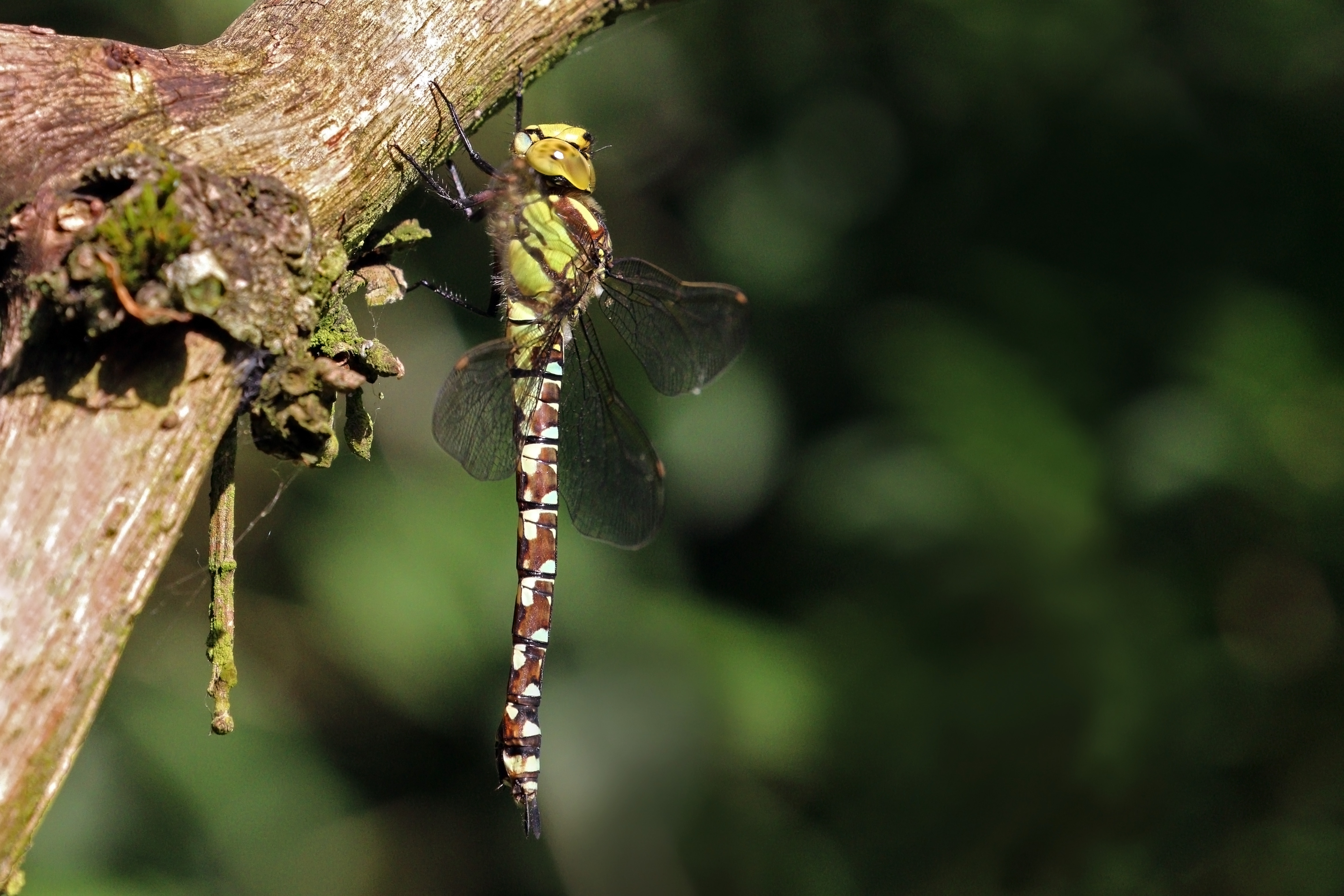 Southern hawker dragonfly (Aeshna cyanea) female 2