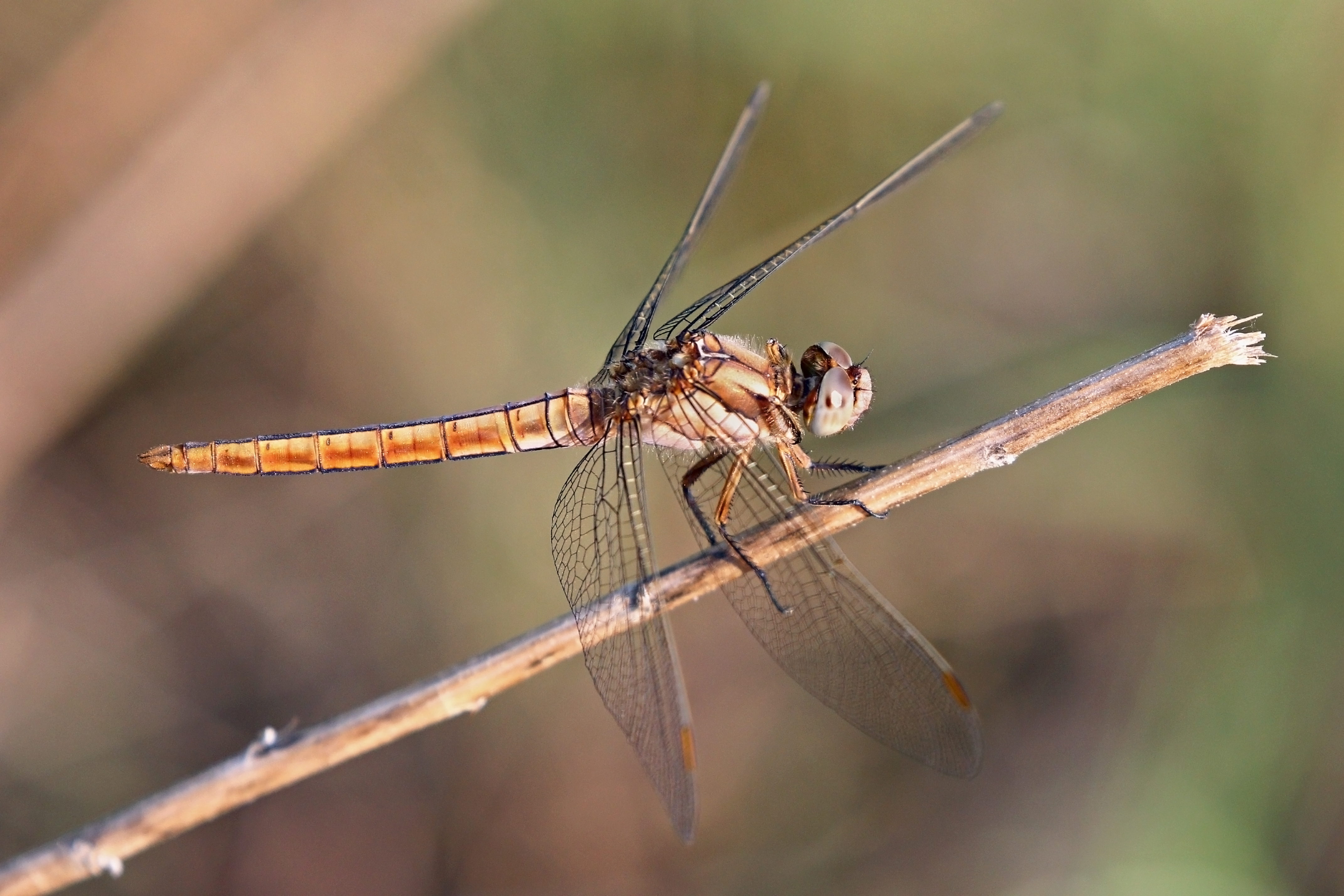 Southern skimmer (Orthetrum brunneum) female Bulgaria
