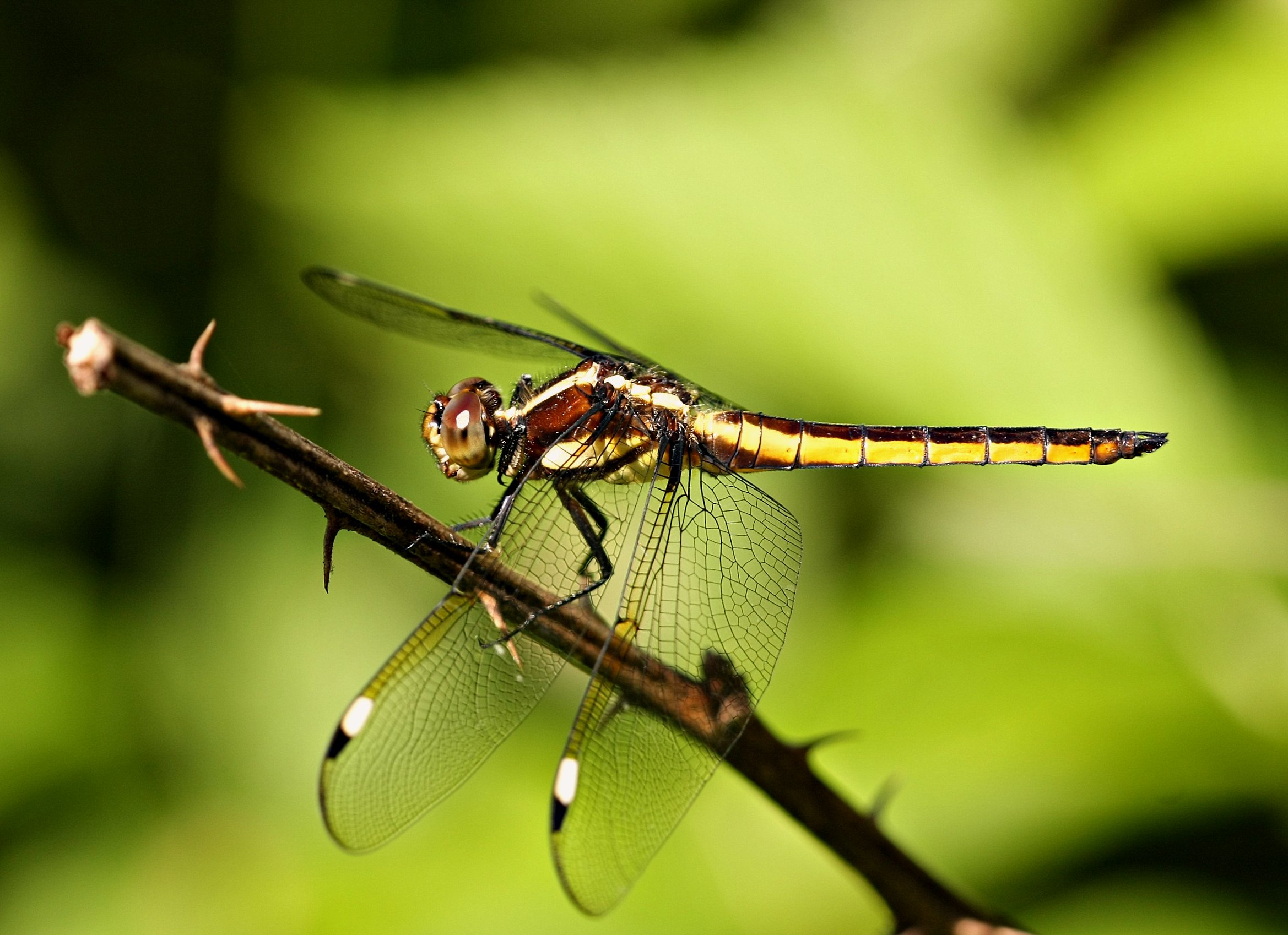 Spangled Skimmer (4349818057)