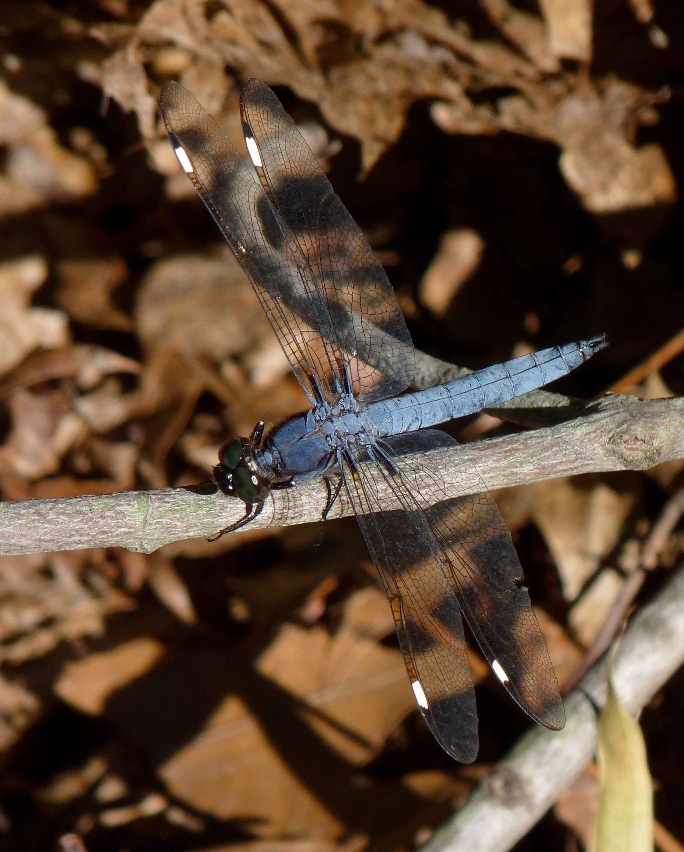 Spangled Skimmer (male)