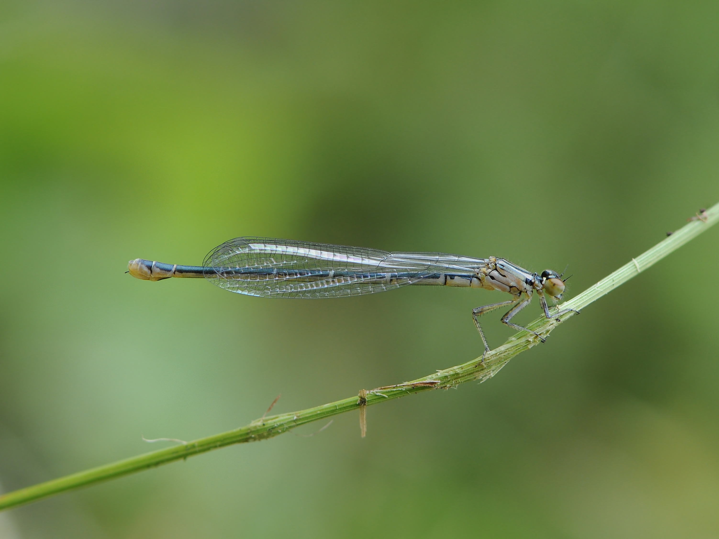 Speer-Azurjungfer, Coenagrion hastulatum 1