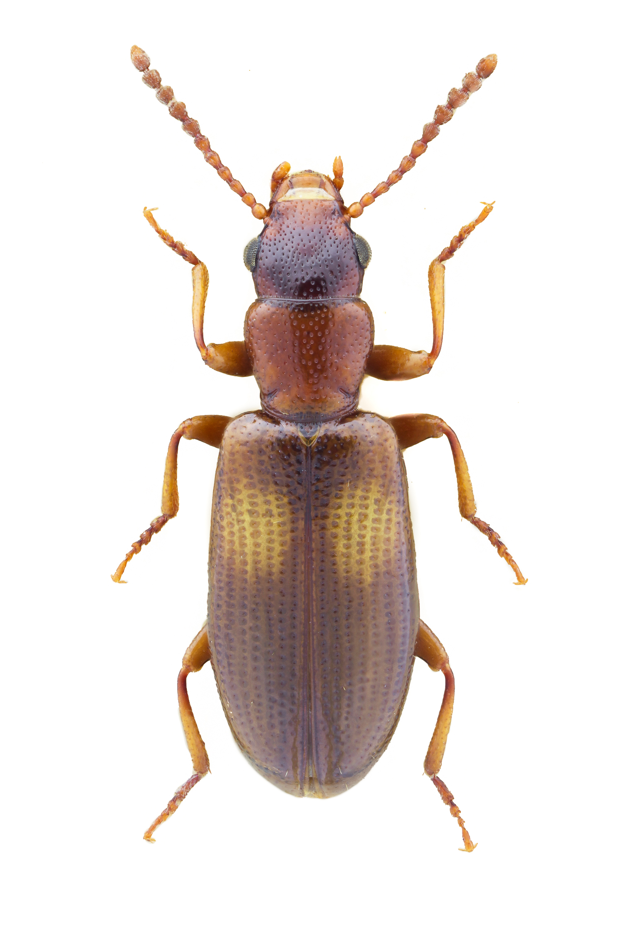 Sphaeriestes bimaculatus
