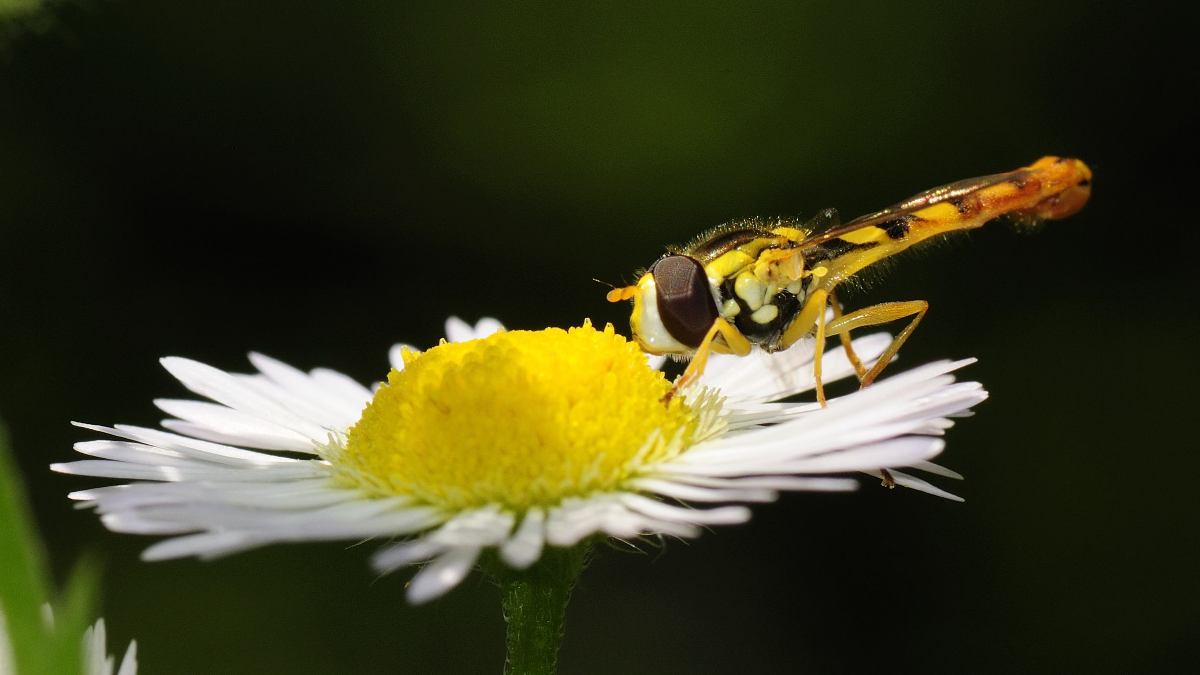 Sphaerophoria cf. scripta (1)