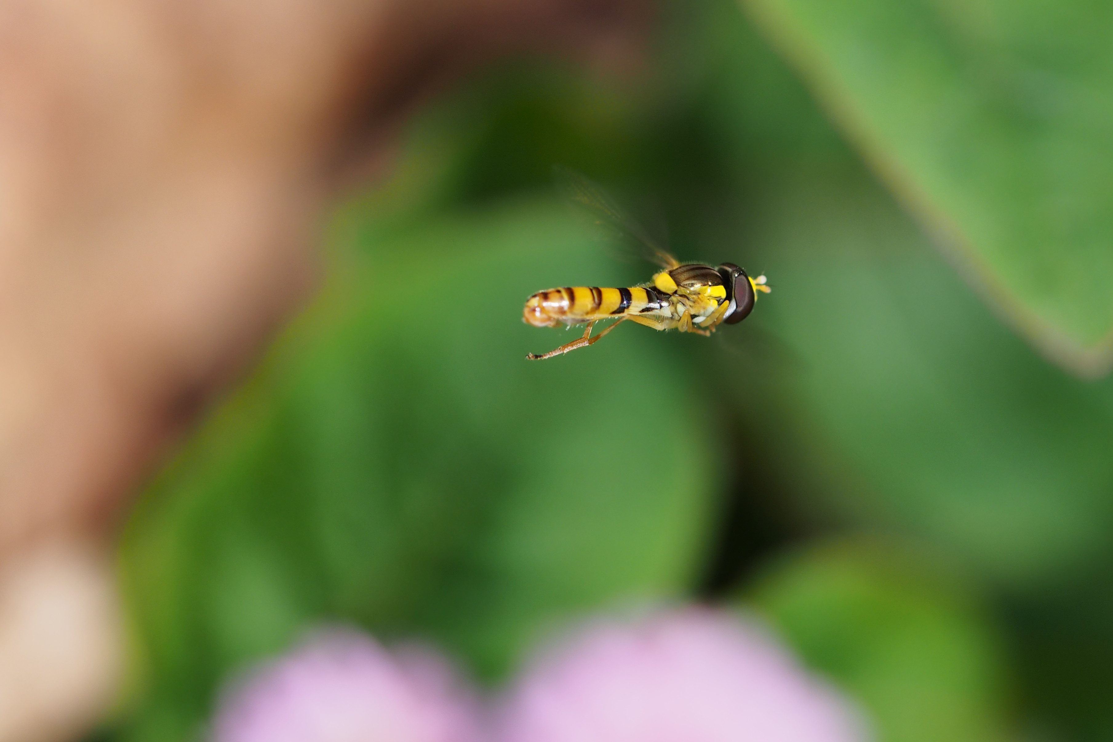 Sphaerophoria indiana (15444101188)