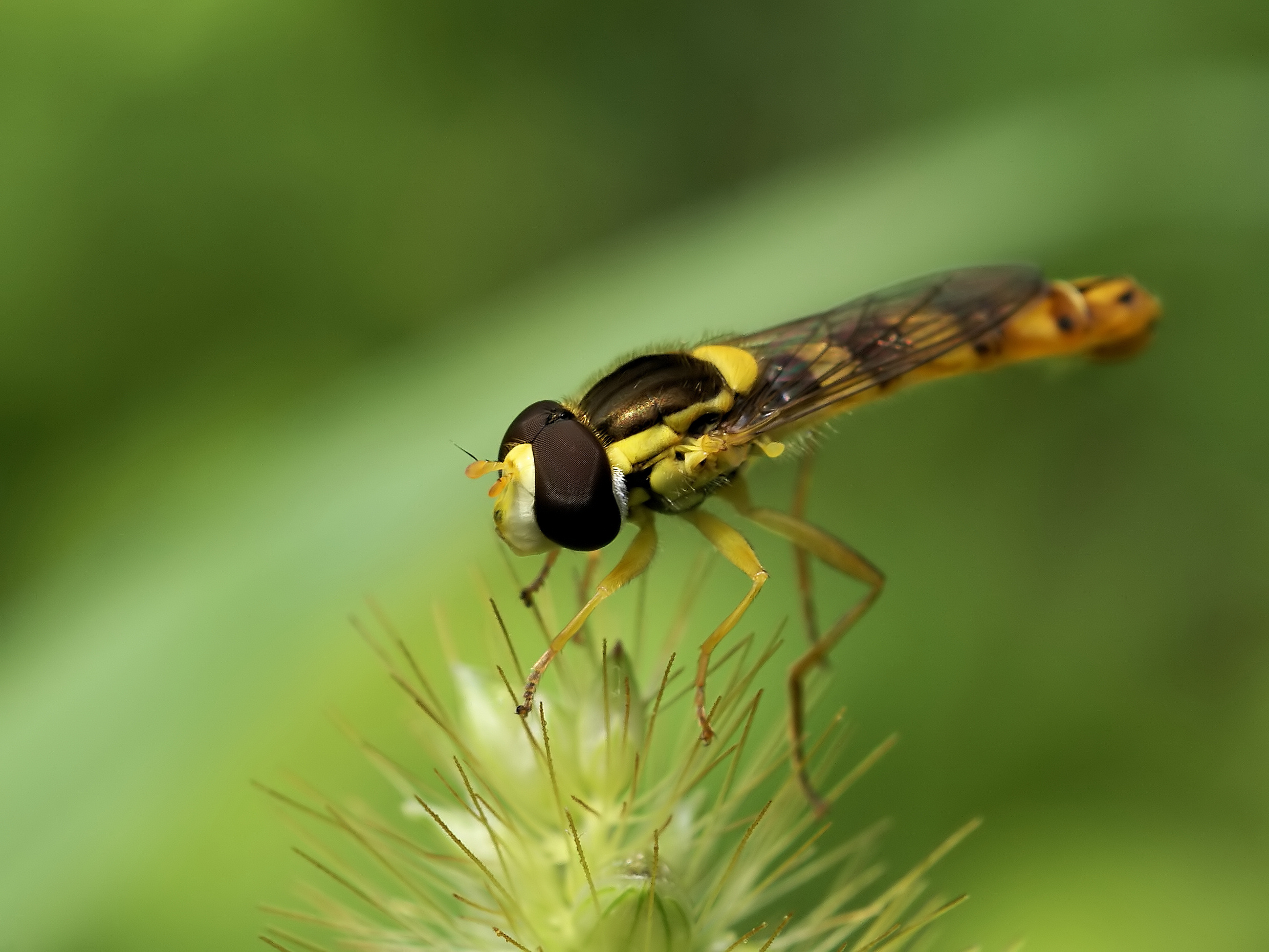 Sphaerophoria scripta 