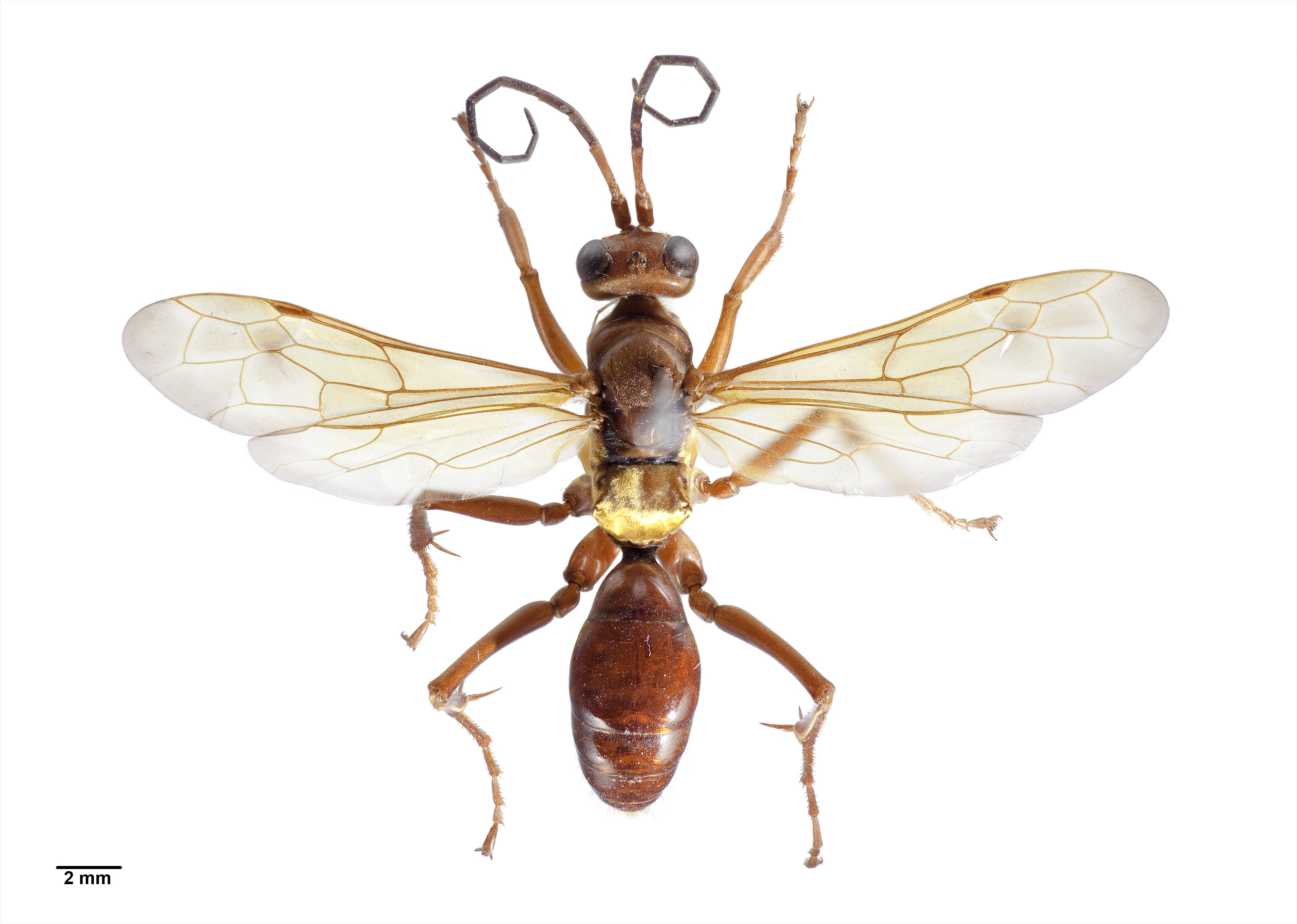 Sphictostethus nitidus specimen1