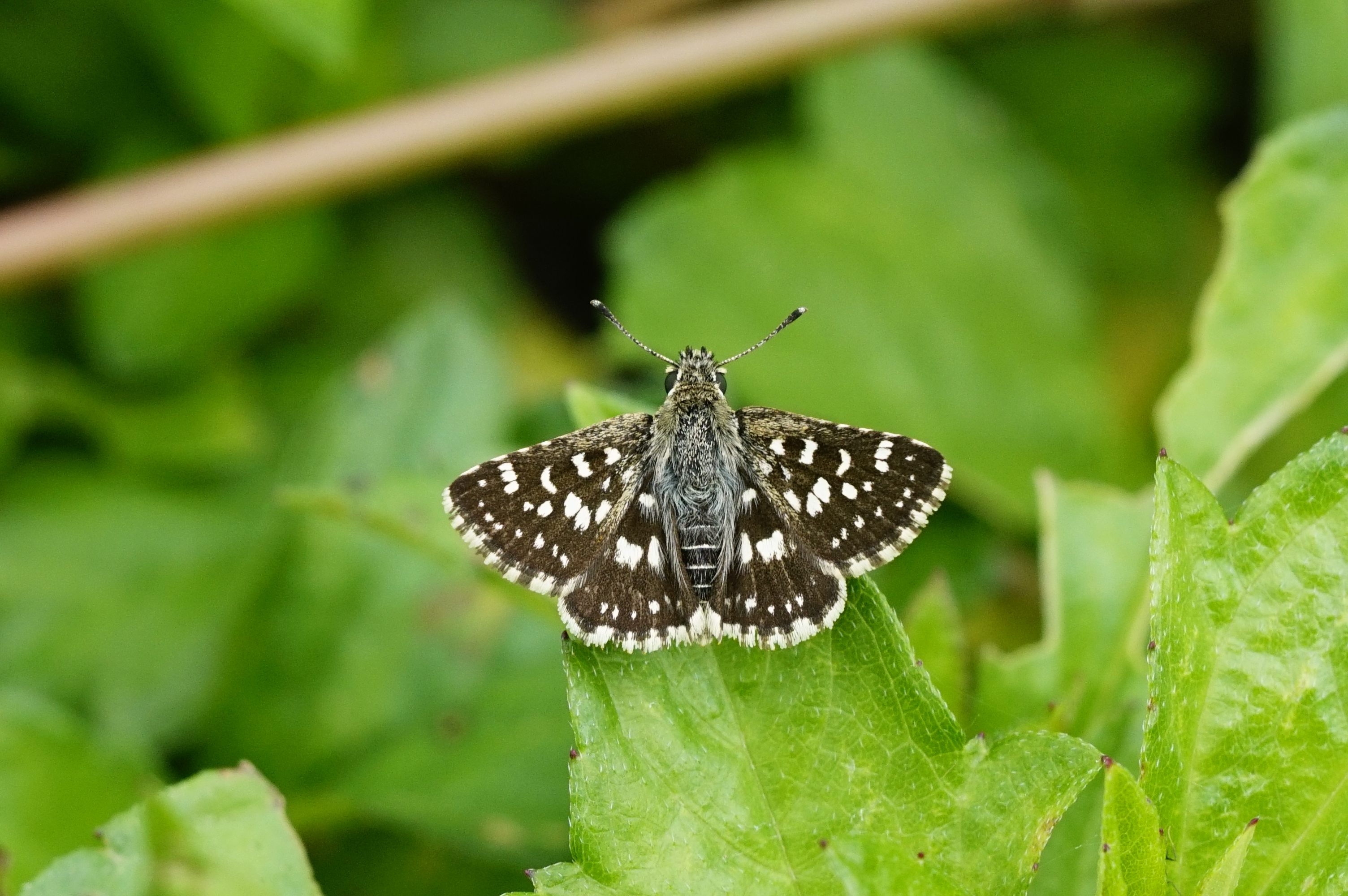 Spialia galba 7896
